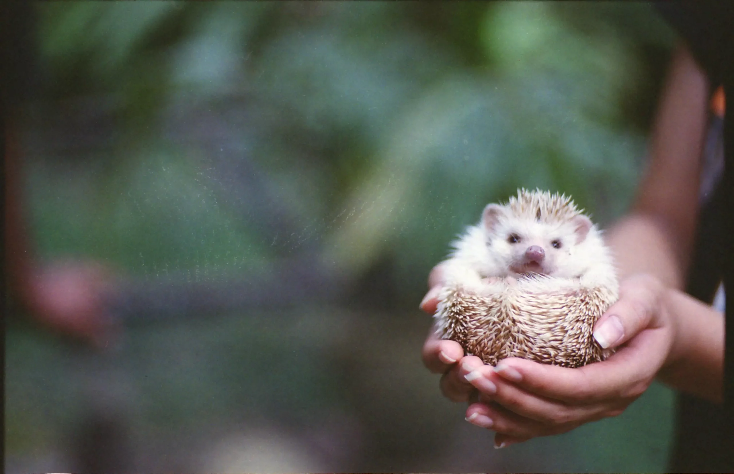 The Fascinating World of African Pygmy Hedgehogs: A Guide for Potential Owners