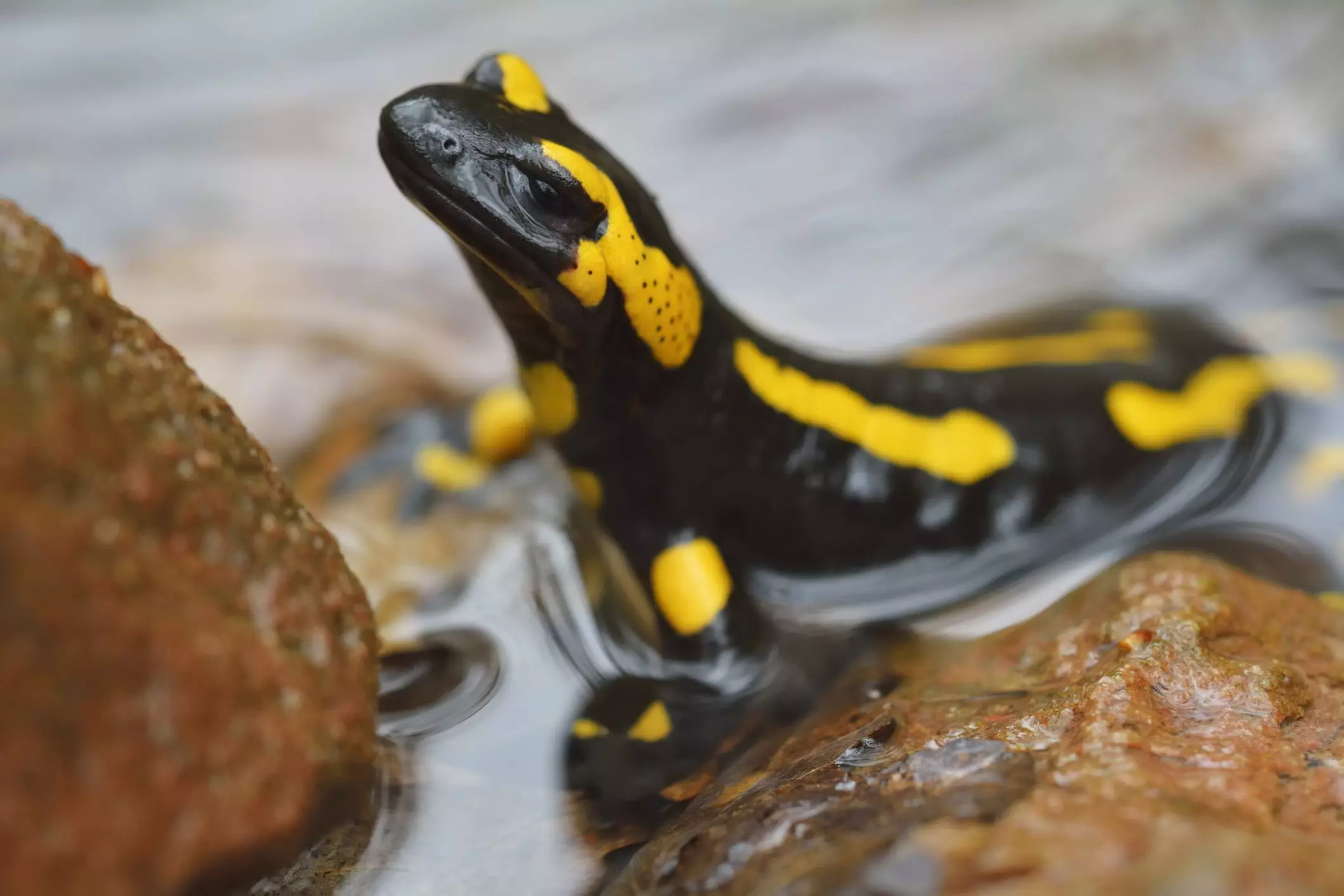 Choosing the Perfect Name for Your Salamander or Newt