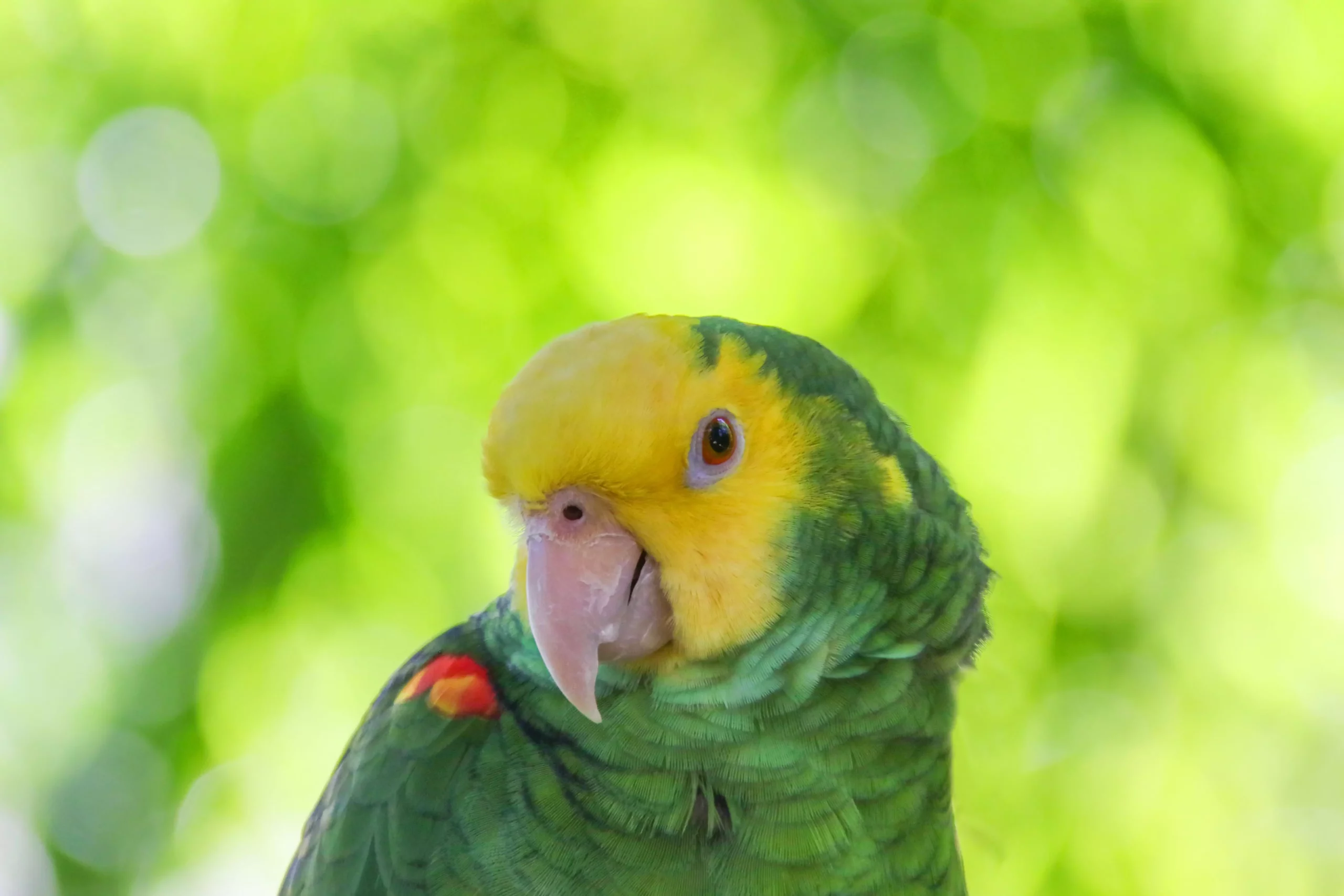 The Double Yellow-Headed Amazon Parrot: A Colorful Companion at Risk