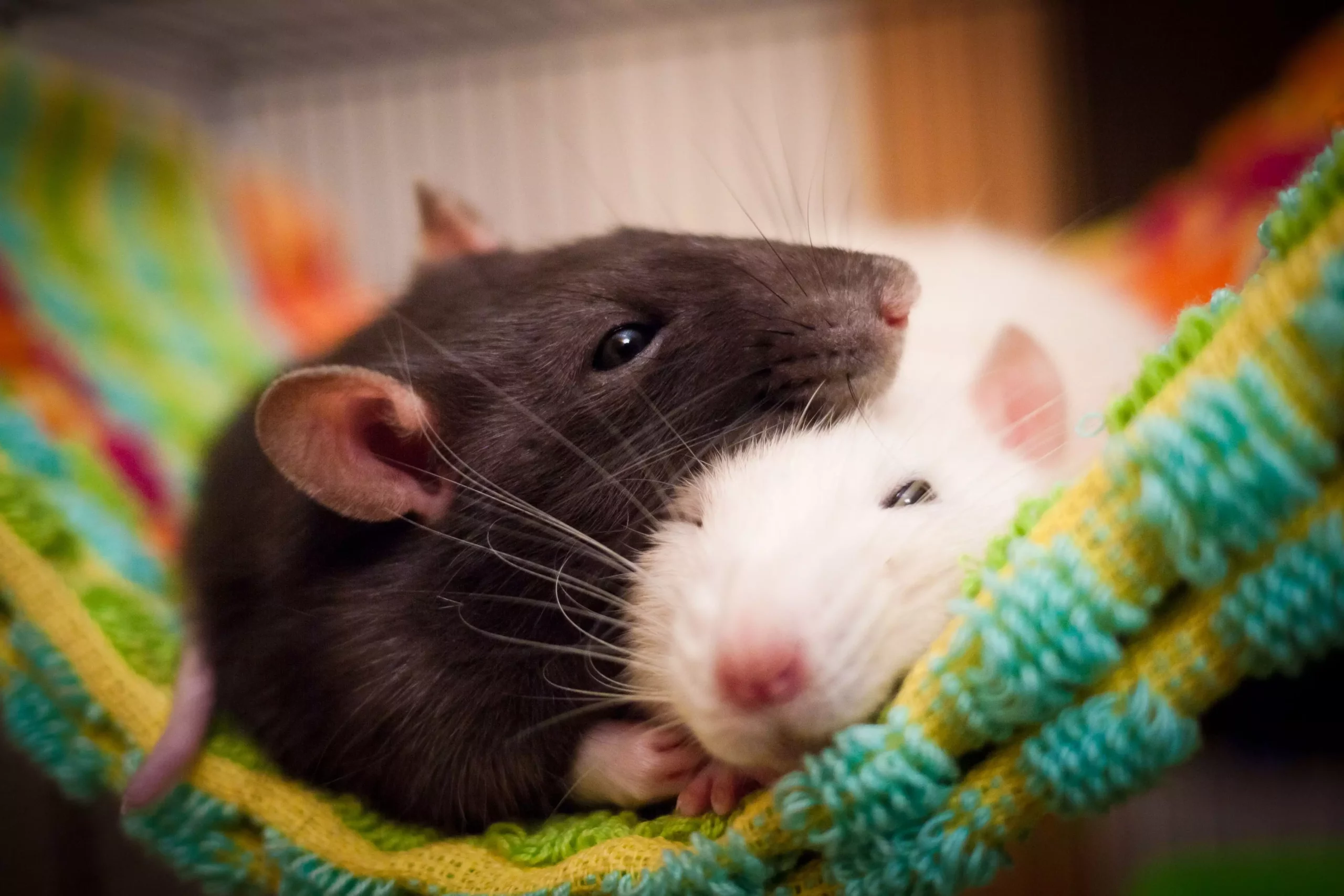 The Joys and Responsibilities of Keeping Pet Rats