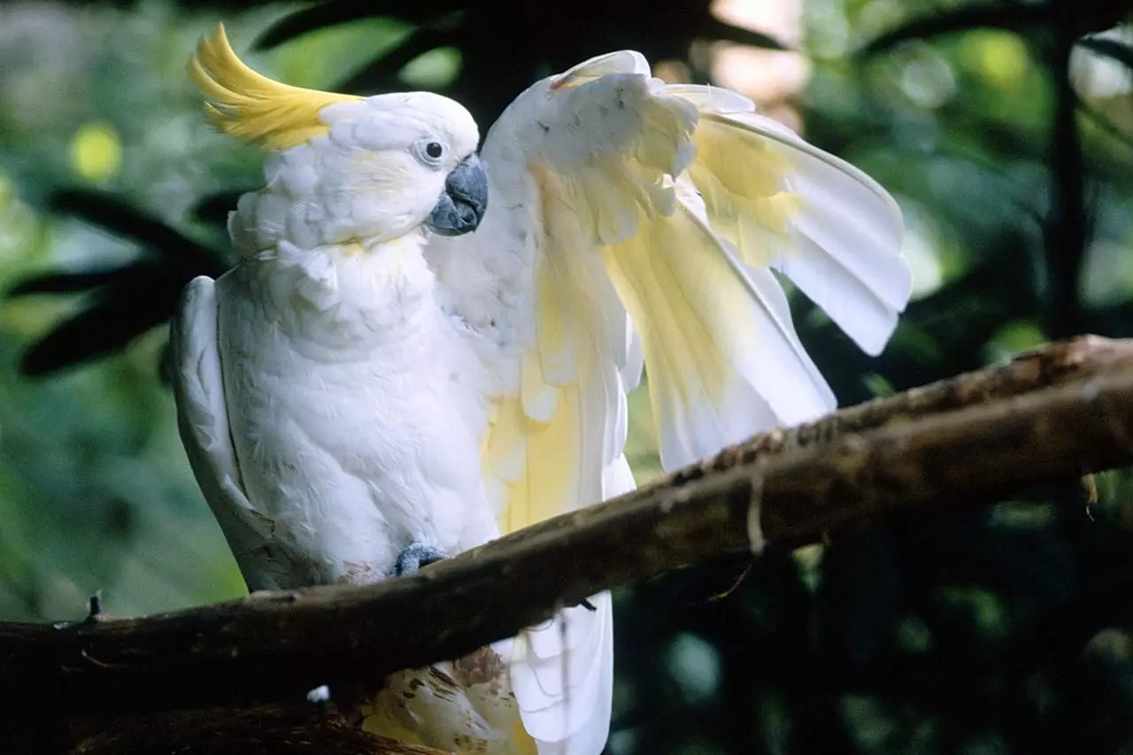 The Sulphur-Crested Cockatoo: A Beautiful Companion for Dedicated Owners