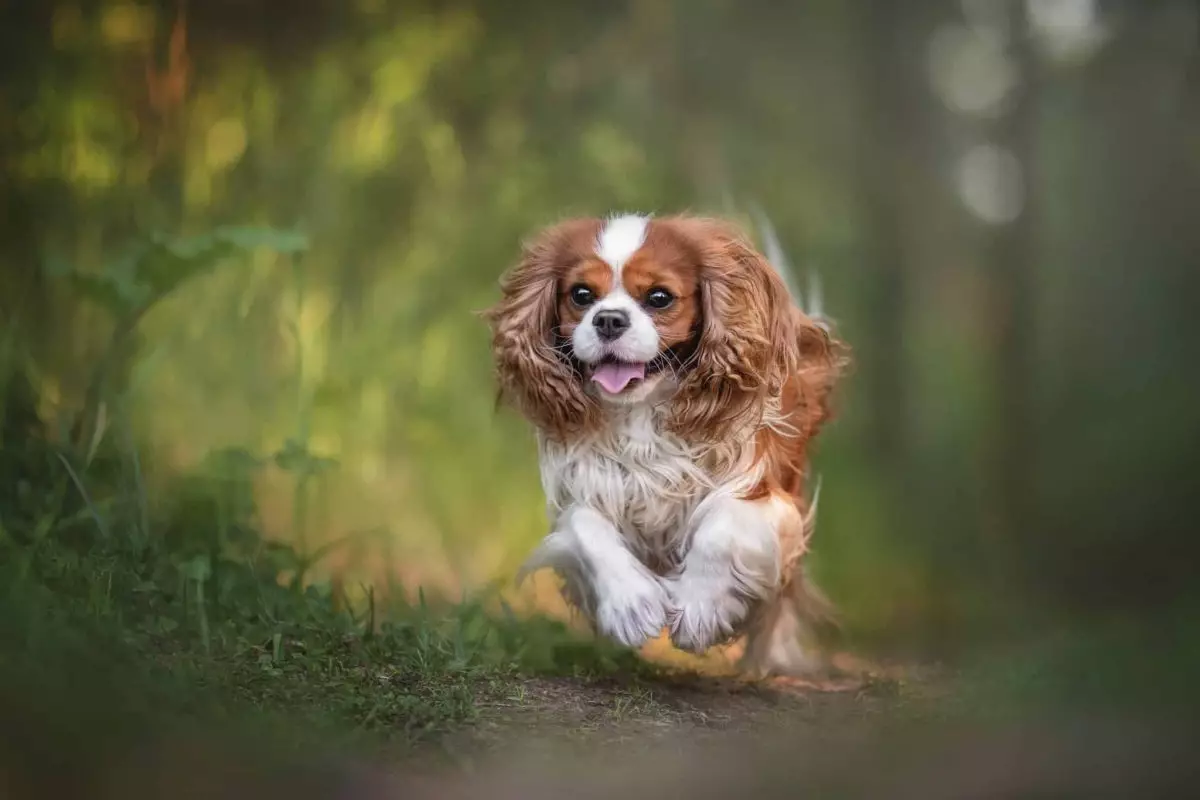 The Joyful Companionship of Dogs: Unleashing Happiness in Our Lives