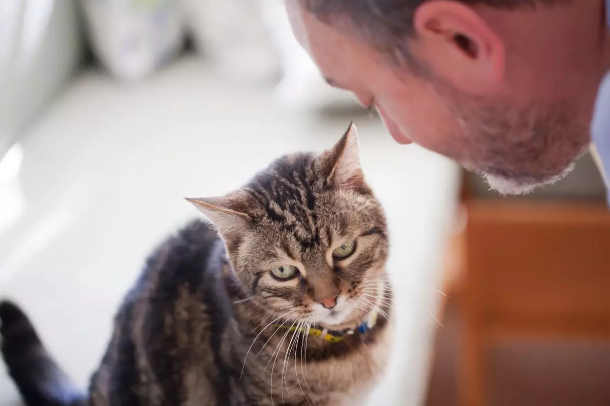 The Purr-fect Confidant: Why Cats Are the Ideal Secret Keepers