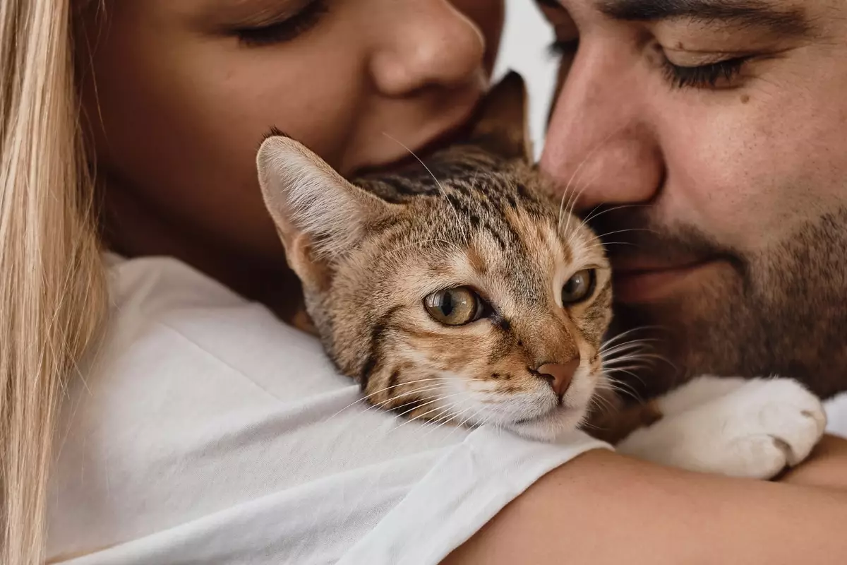 Decoding the Silent Affection of Cats: Understanding Feline Communication