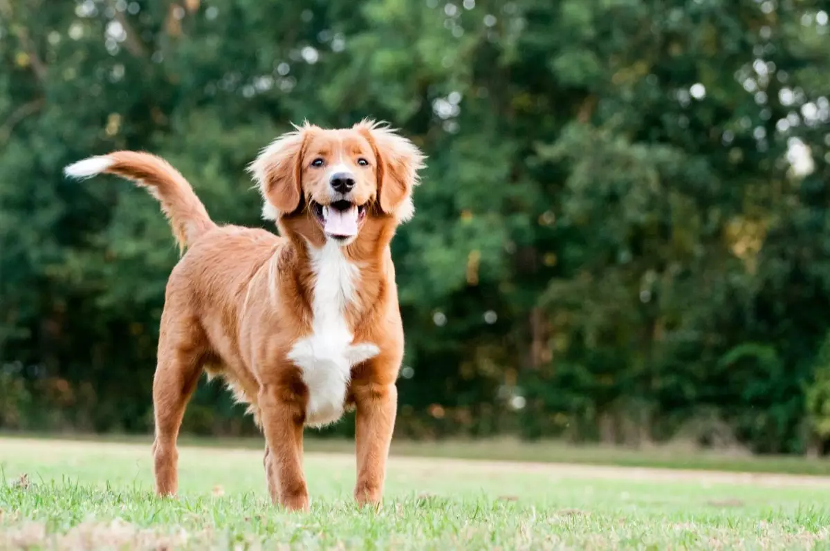 Hidden Treasures of Canine Companionship: Lesser-Known Dog Breeds That Bring Joy