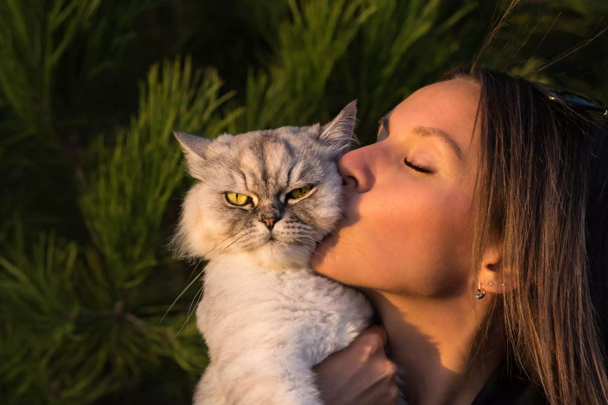 Unveiling the Hidden Loyalty of Cats: Understanding Their Protective Nature