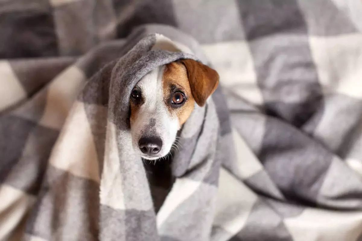 Understanding Your Dog’s Winter Behavior: A Guide for Pet Owners