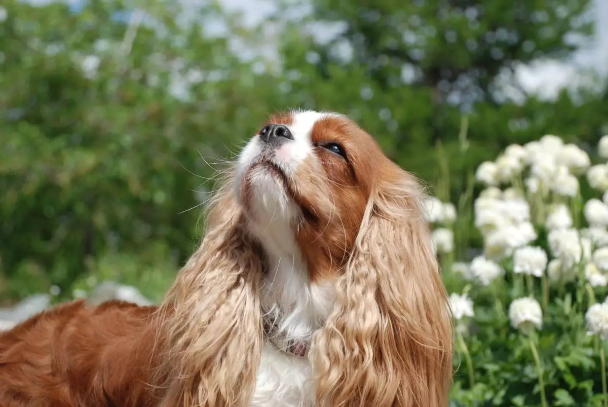 The Transformative Power of Dogs: Breeds That Change Lives