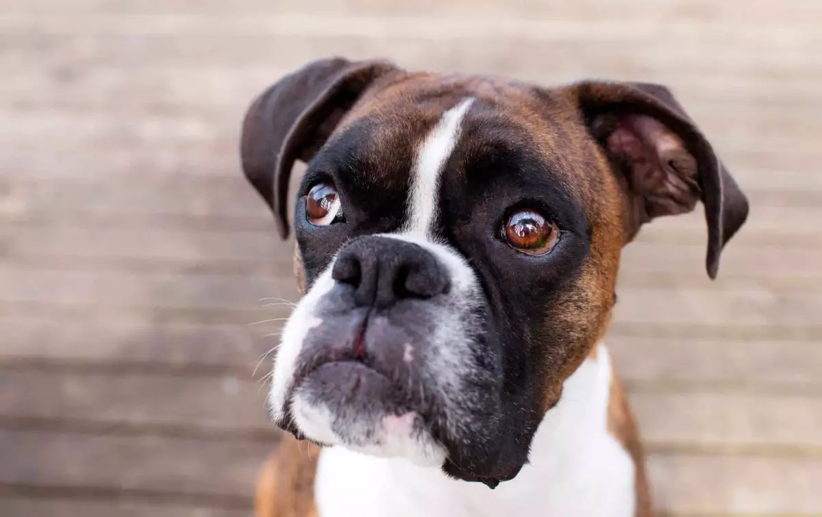 Unconditional Love: Exploring the Most Devoted Dog Breeds