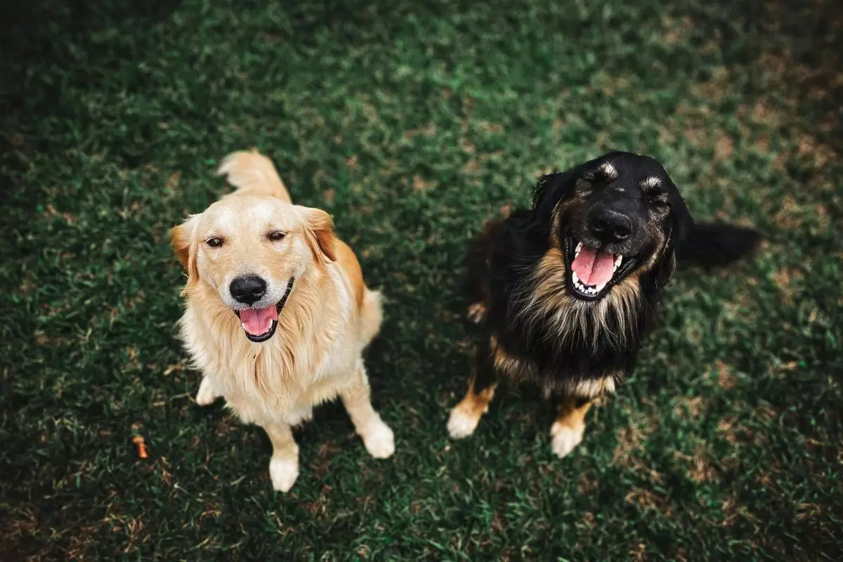 The Joy of Living in the Now: Lessons from Our Four-Legged Friends