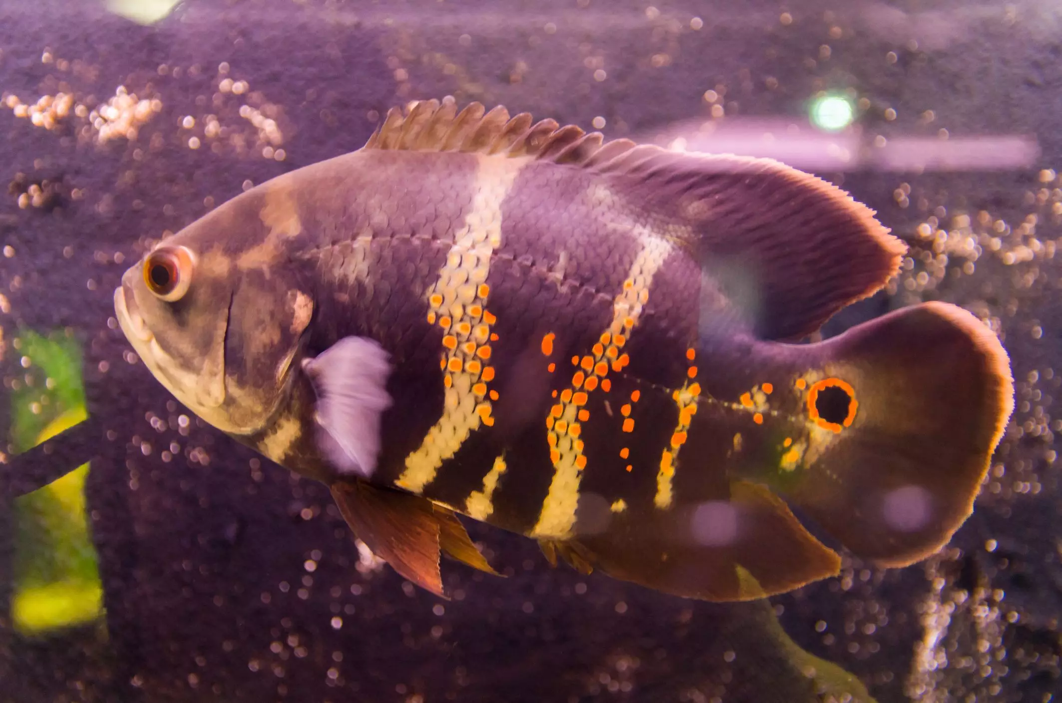 Understanding the Oscar Fish: A Comprehensive Guide