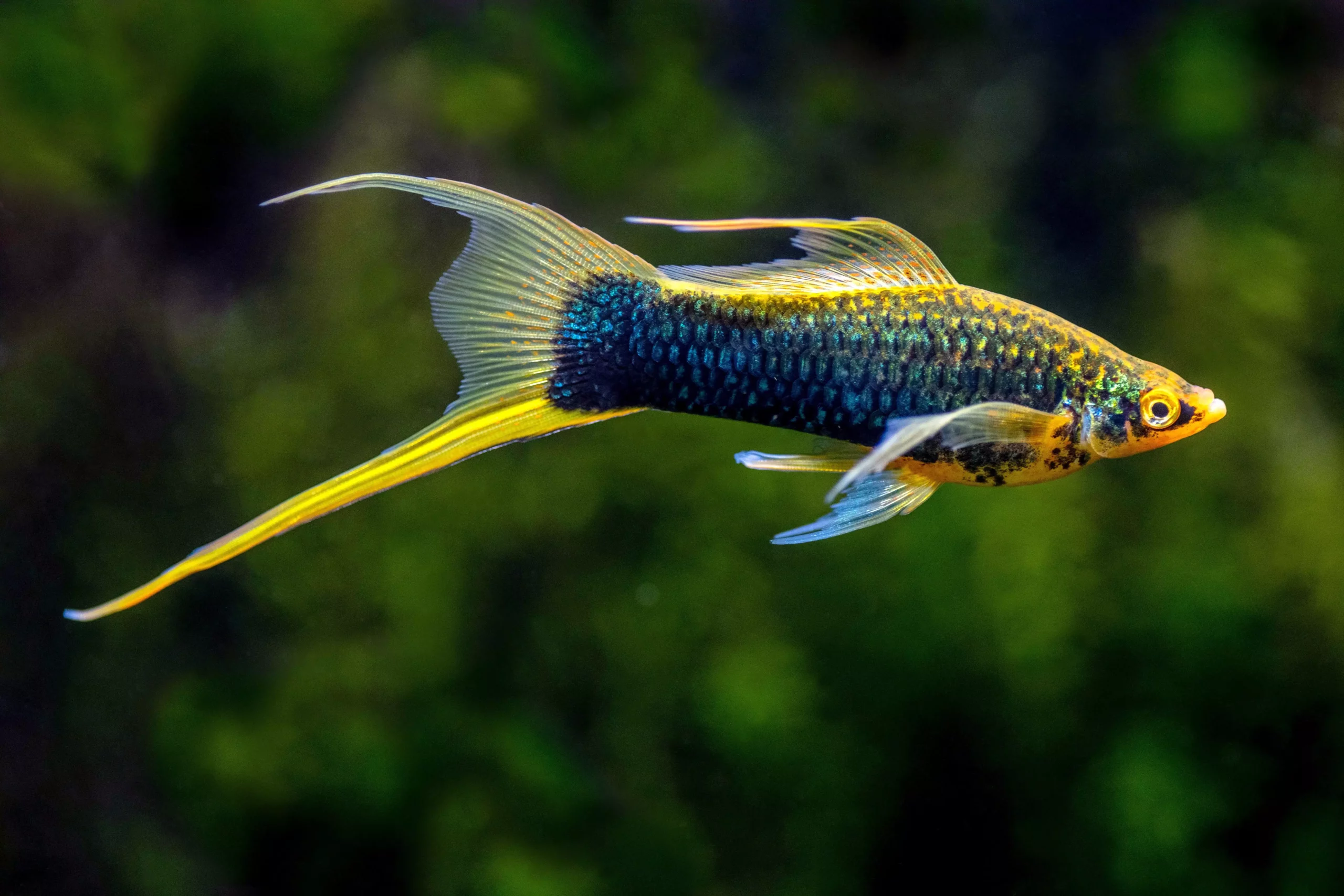 The Allure of Swordtails: A Guide for Beginner Aquarists