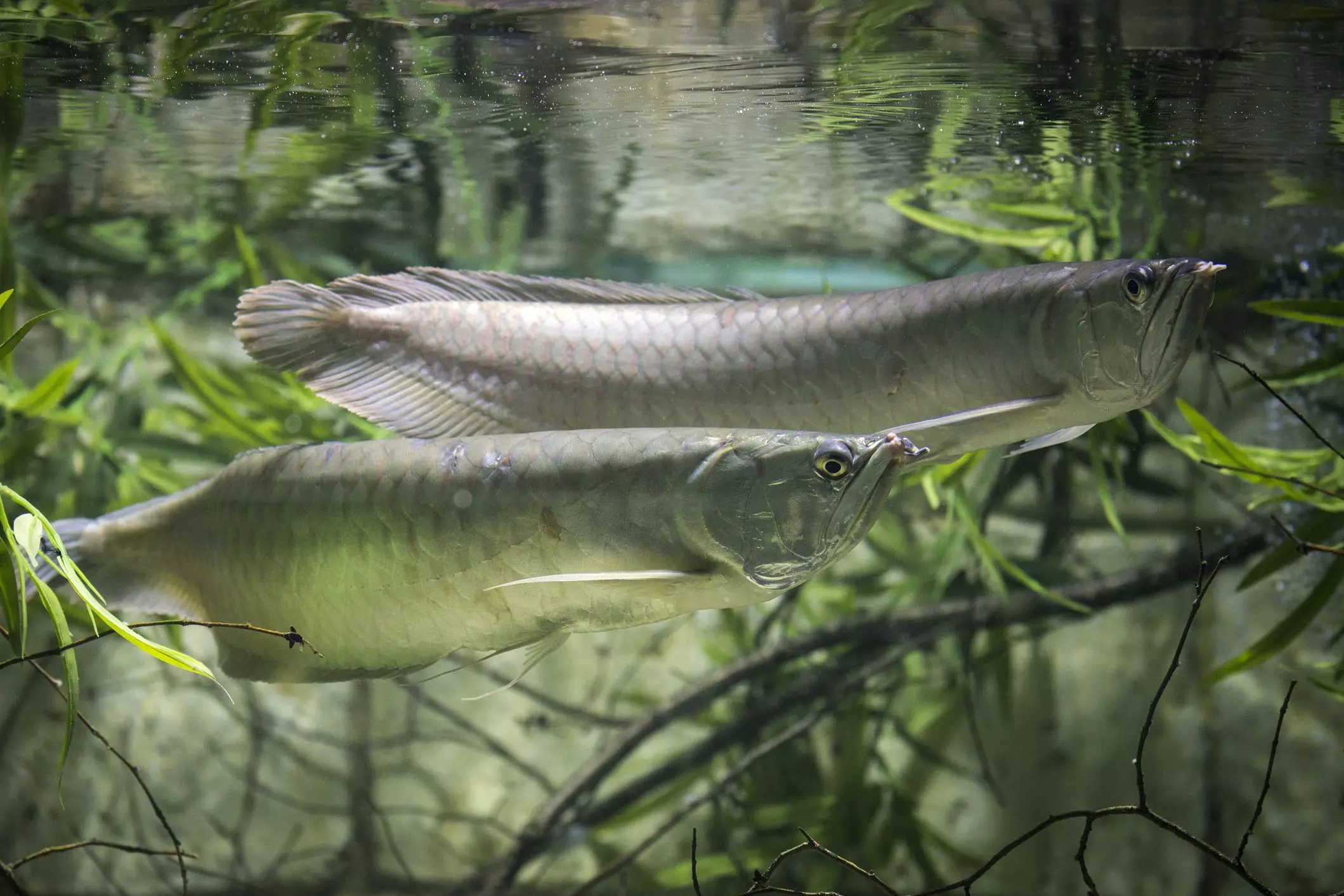 The Fascinating World of Silver Arowanas: A Guide for Aspiring Aquarists