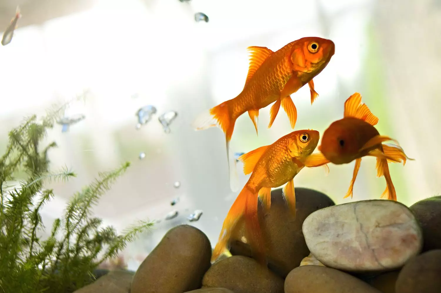 Understanding Swim Bladder Disease in Fish: Symptoms, Causes, and Treatments