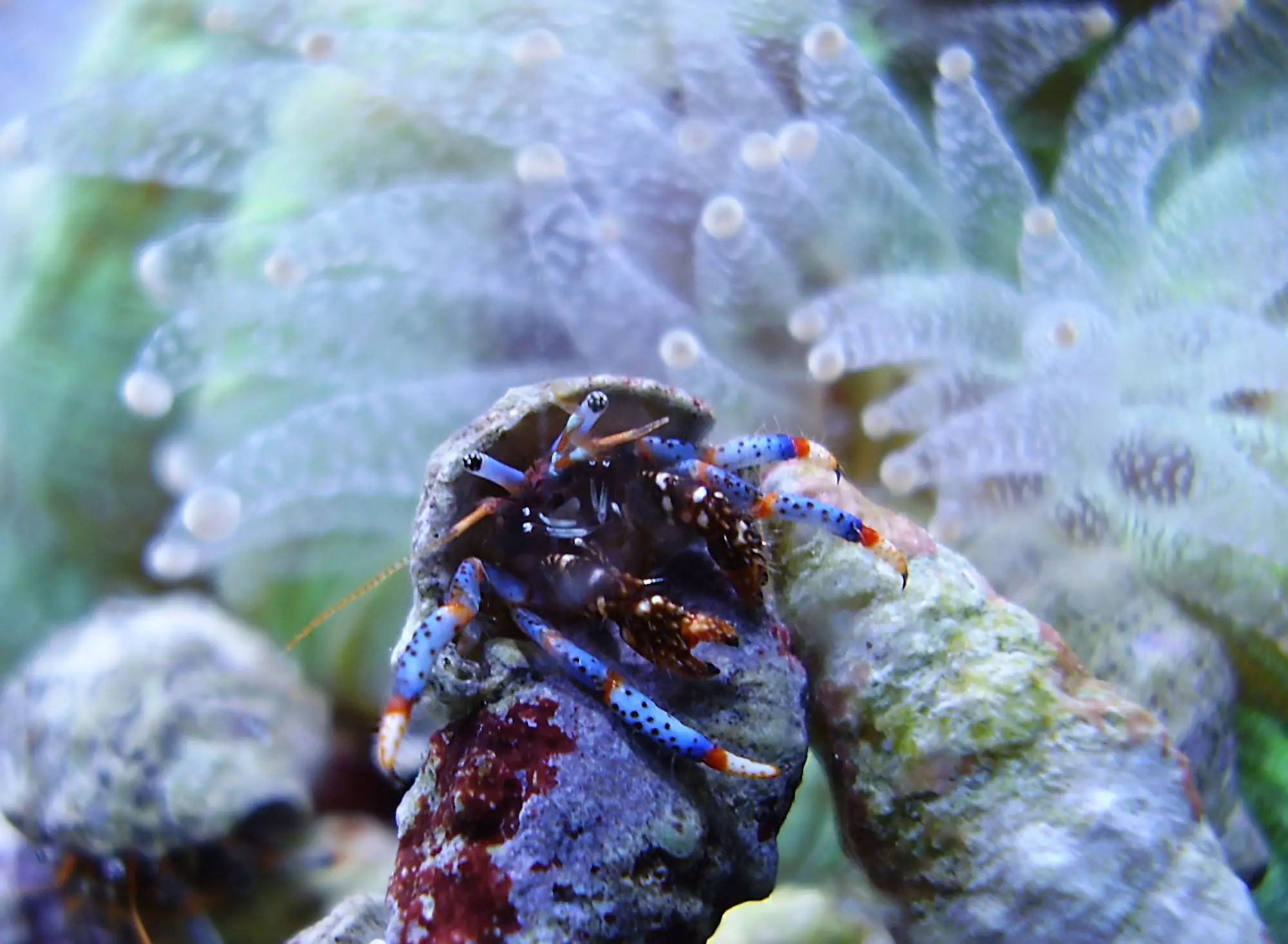 Aquarium Cleanup Crew: The Vital Role of Hermit Crabs and Snails in Algae Management