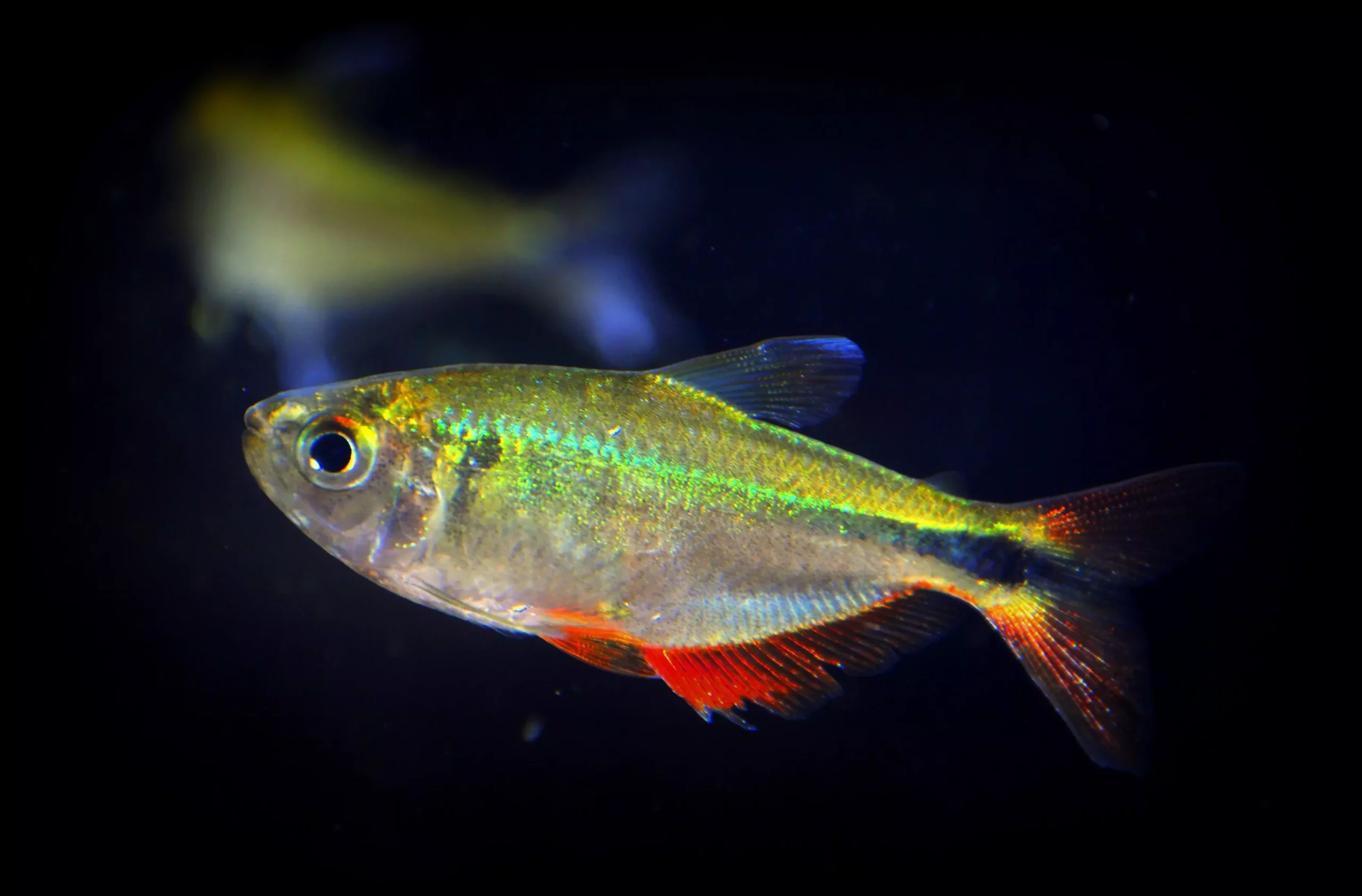 The Buenos Aires Tetra: A Comprehensive Guide to Care and Compatibility