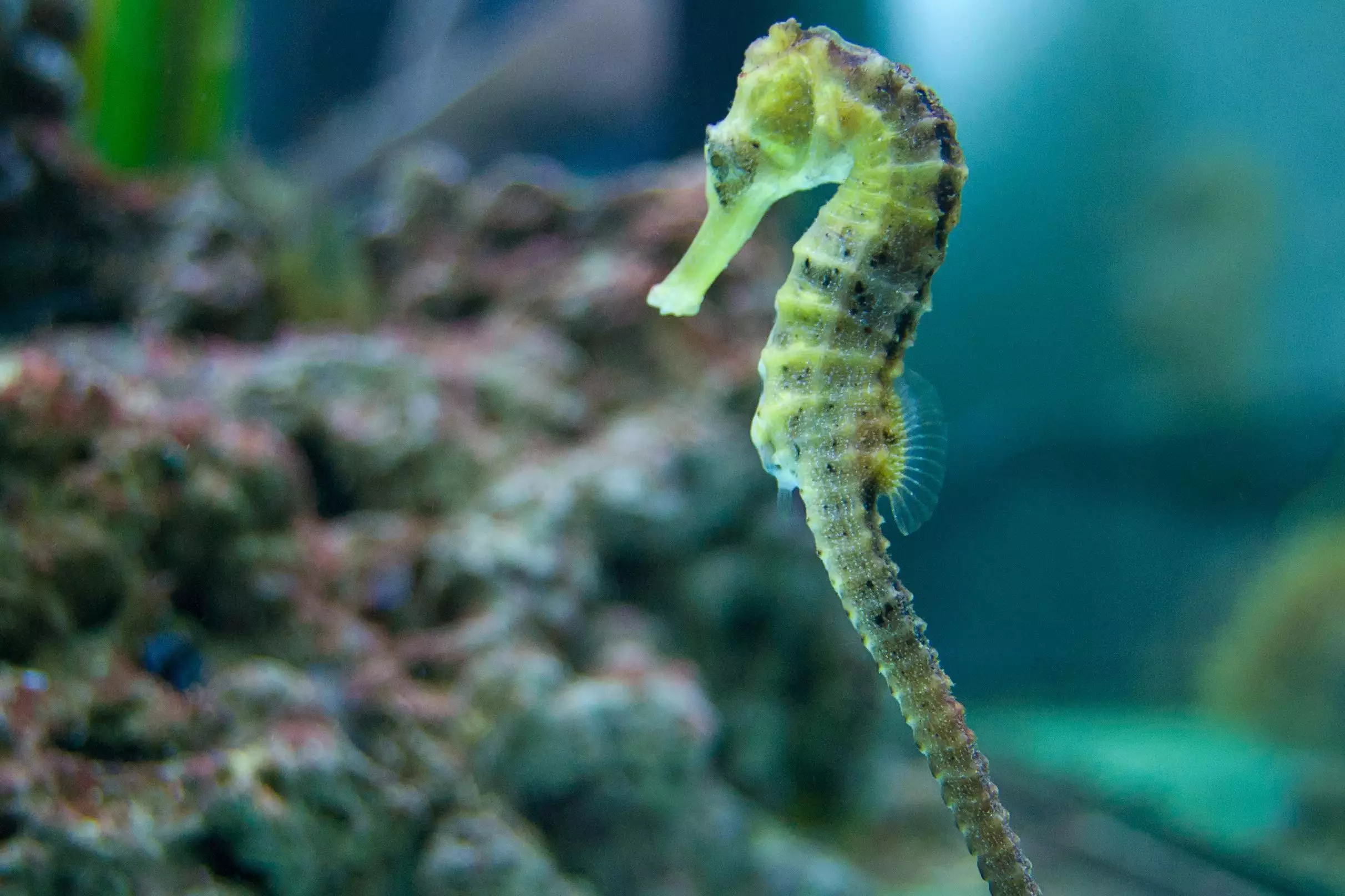 The Art of Keeping Seahorses: A Comprehensive Guide