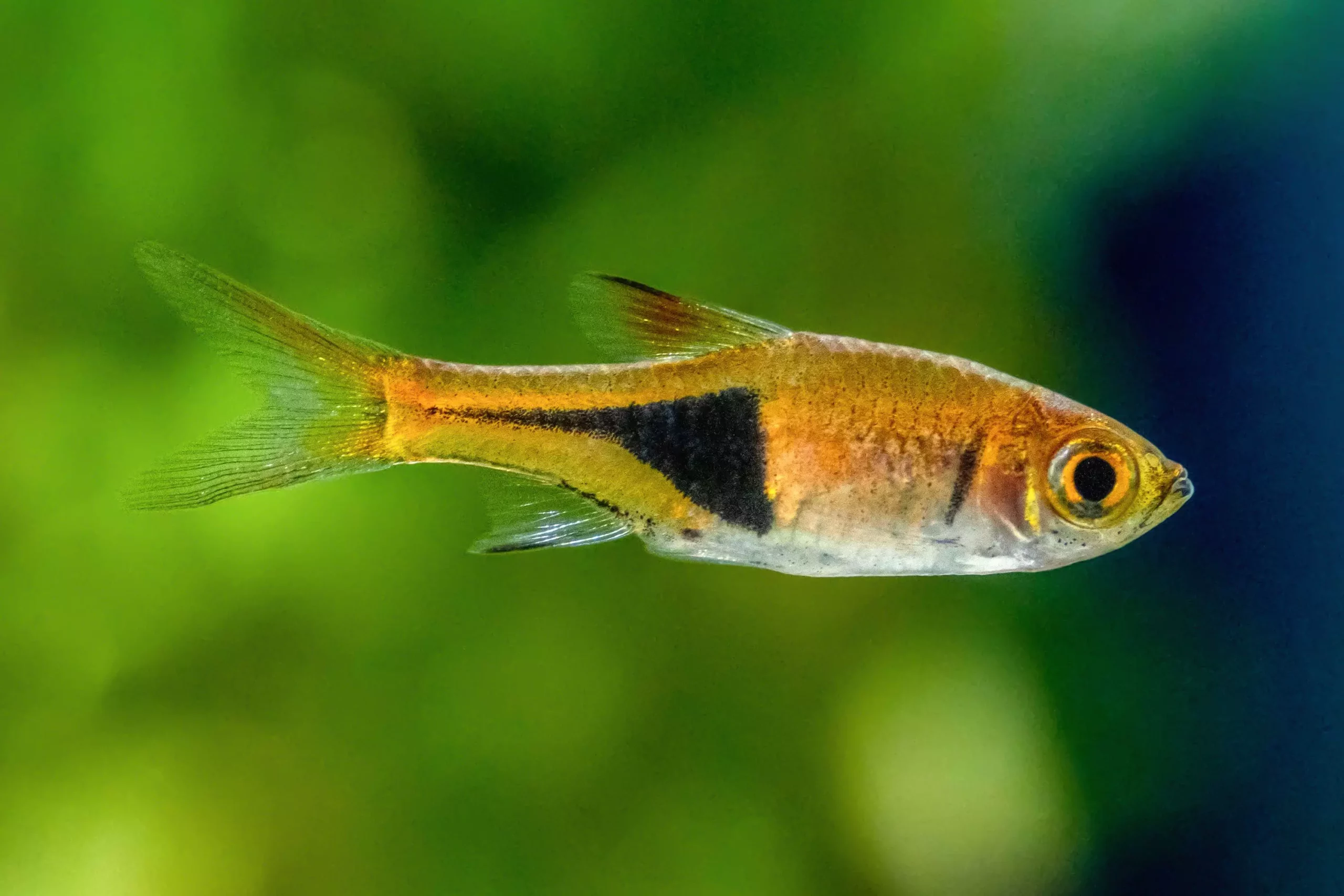 The Allure and Care of the Harlequin Rasbora: A Guide for Enthusiasts