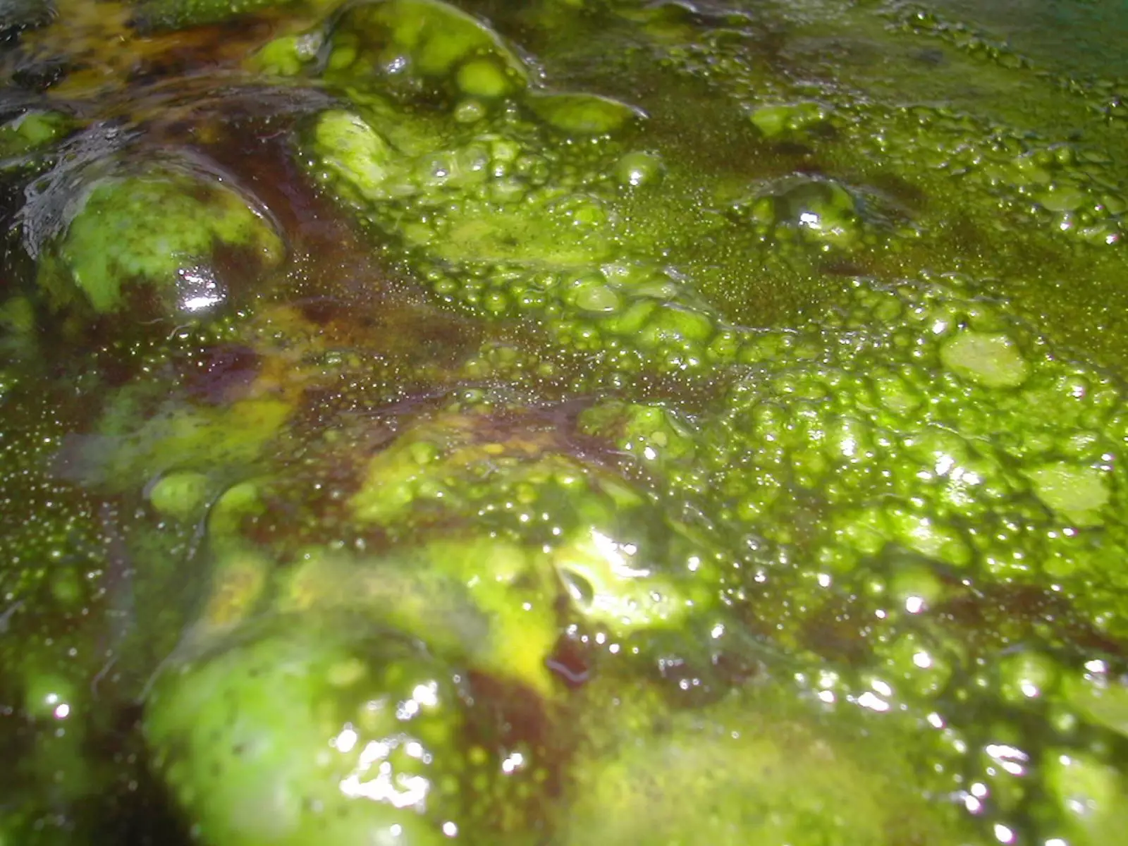 The Cycle of Slime Algae: Understanding and Combatting Cyanobacteria in Aquariums