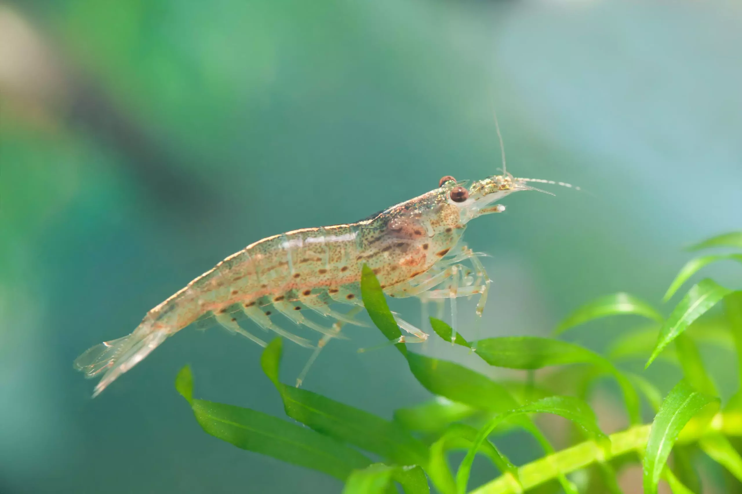 The Allure of Amano Shrimp: Care and Behavior in Aquarium Environments