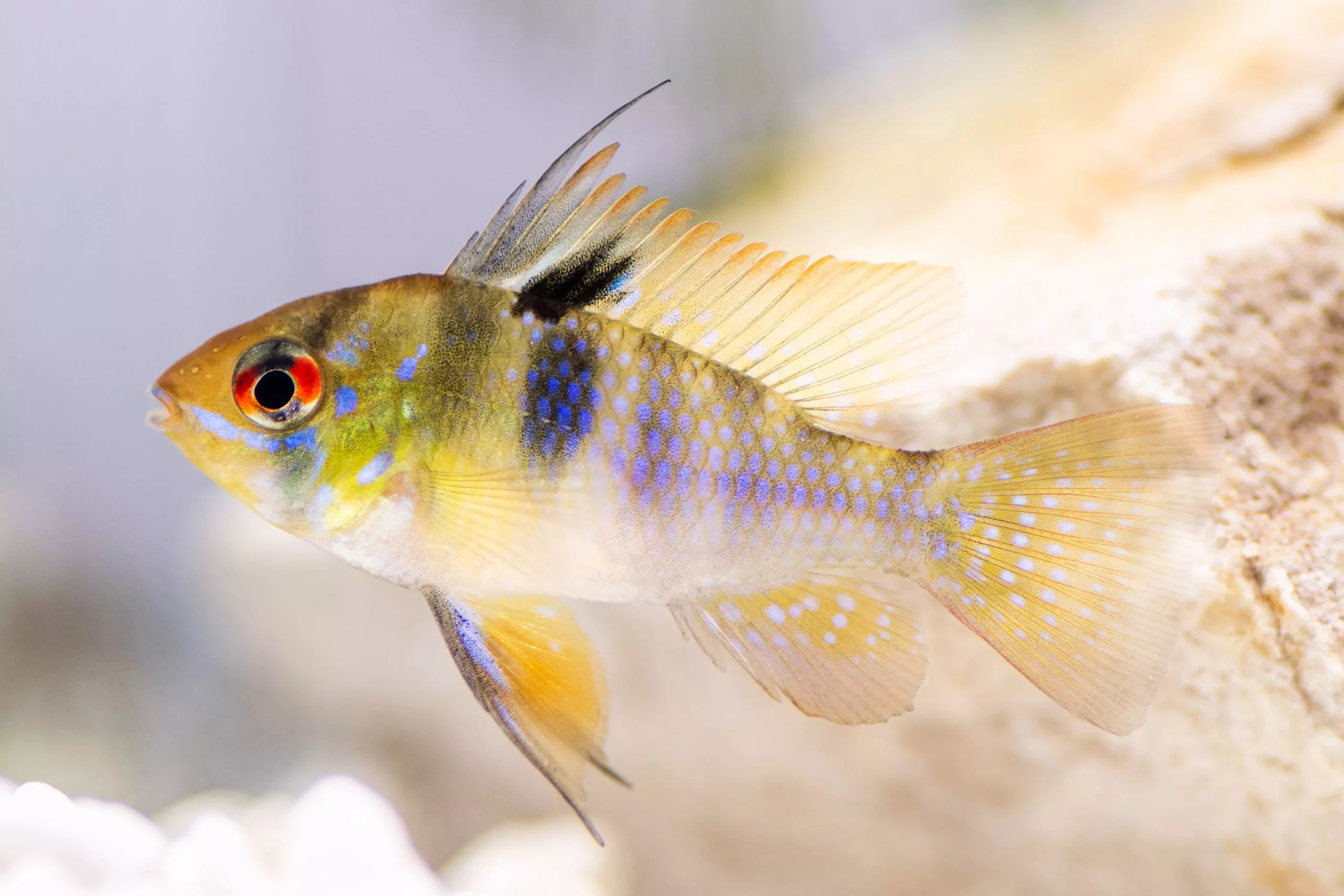 The Allure of the German Blue Ram: A Cichlid for the Advanced Hobbyist