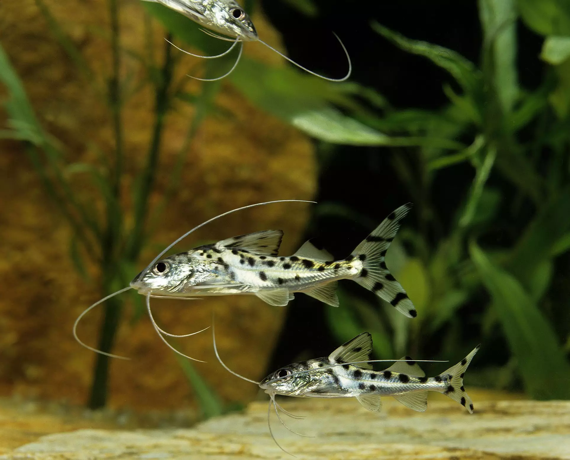 The Pictus Catfish: A Stunning Addition to Freshwater Aquariums