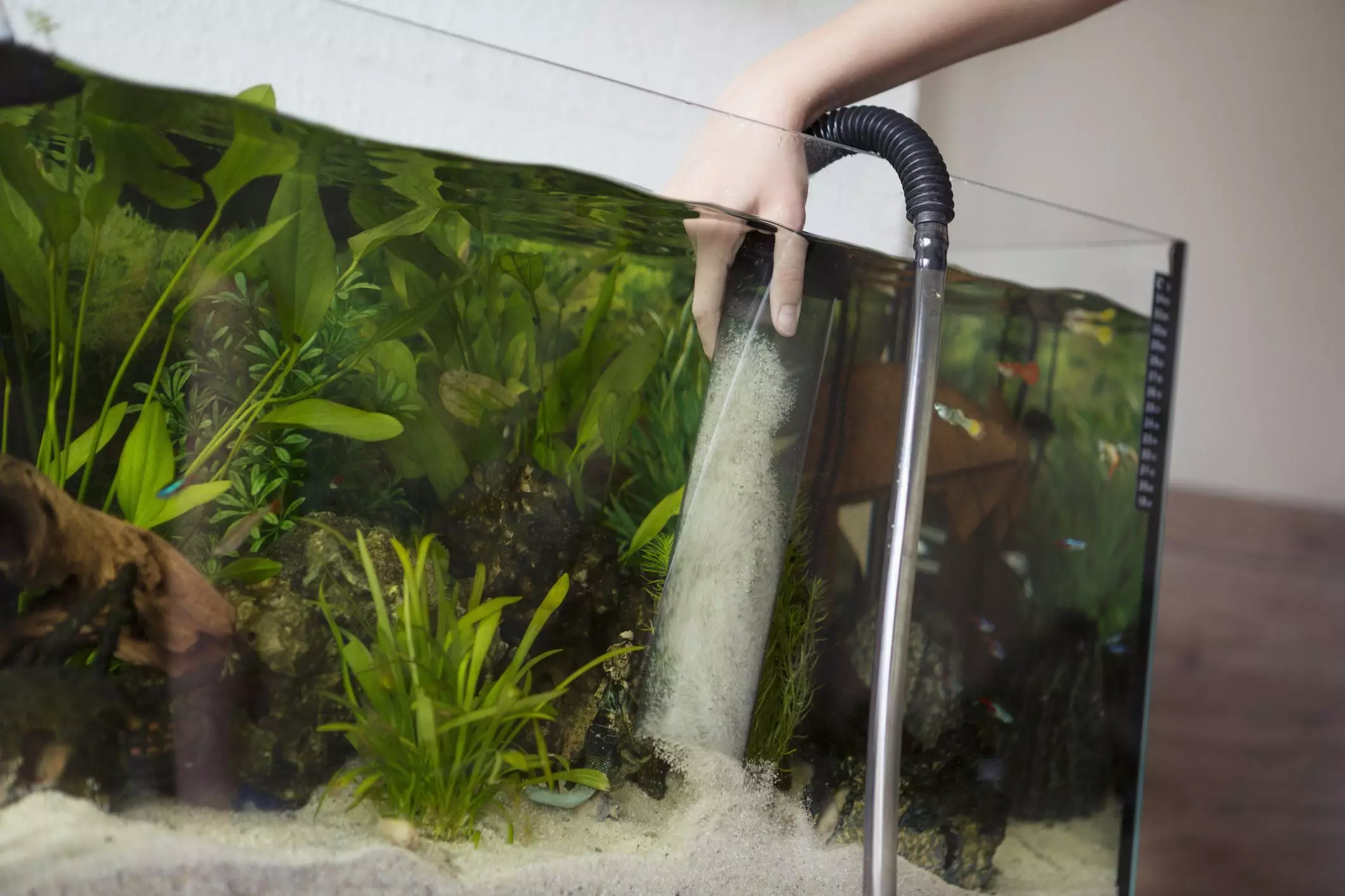 The Importance of Maintaining Clean Sand Substrate in Aquariums