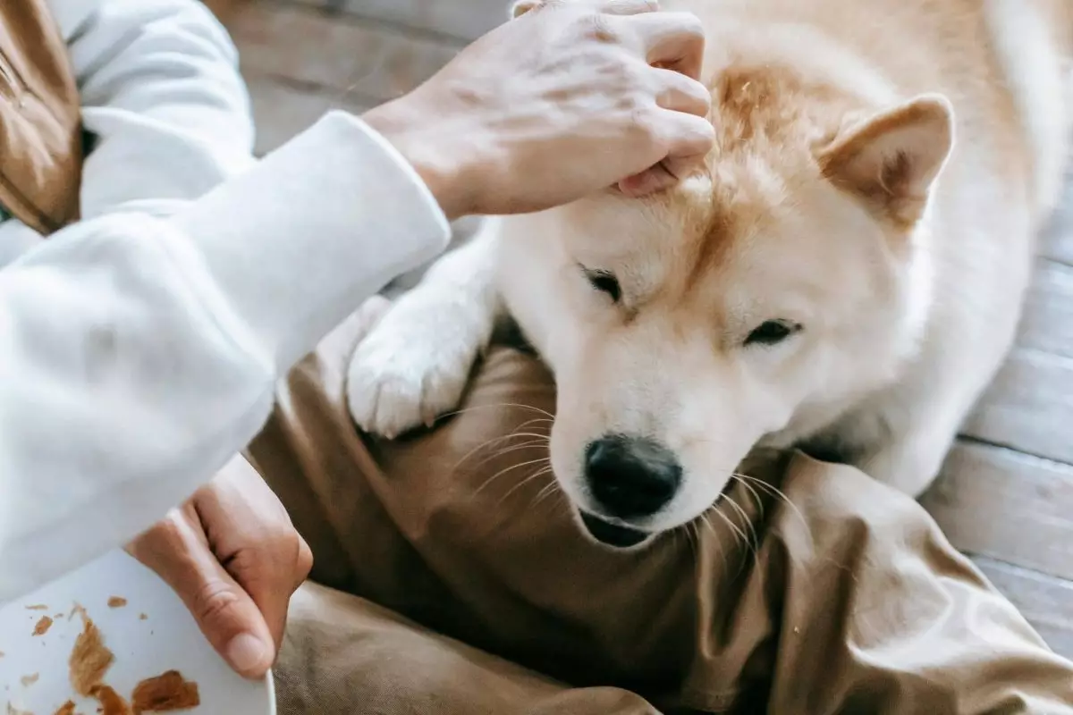 The Unshakeable Bonds: The Most Loyal Dog Breeds and Their Companionship