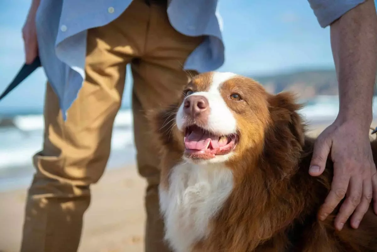 Crafting Cherished Memories: The Joyful Influence of Beloved Dog Breeds