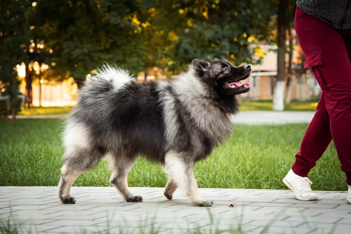 The Noble Heart: Dog Breeds That Make You Feel Like Royalty