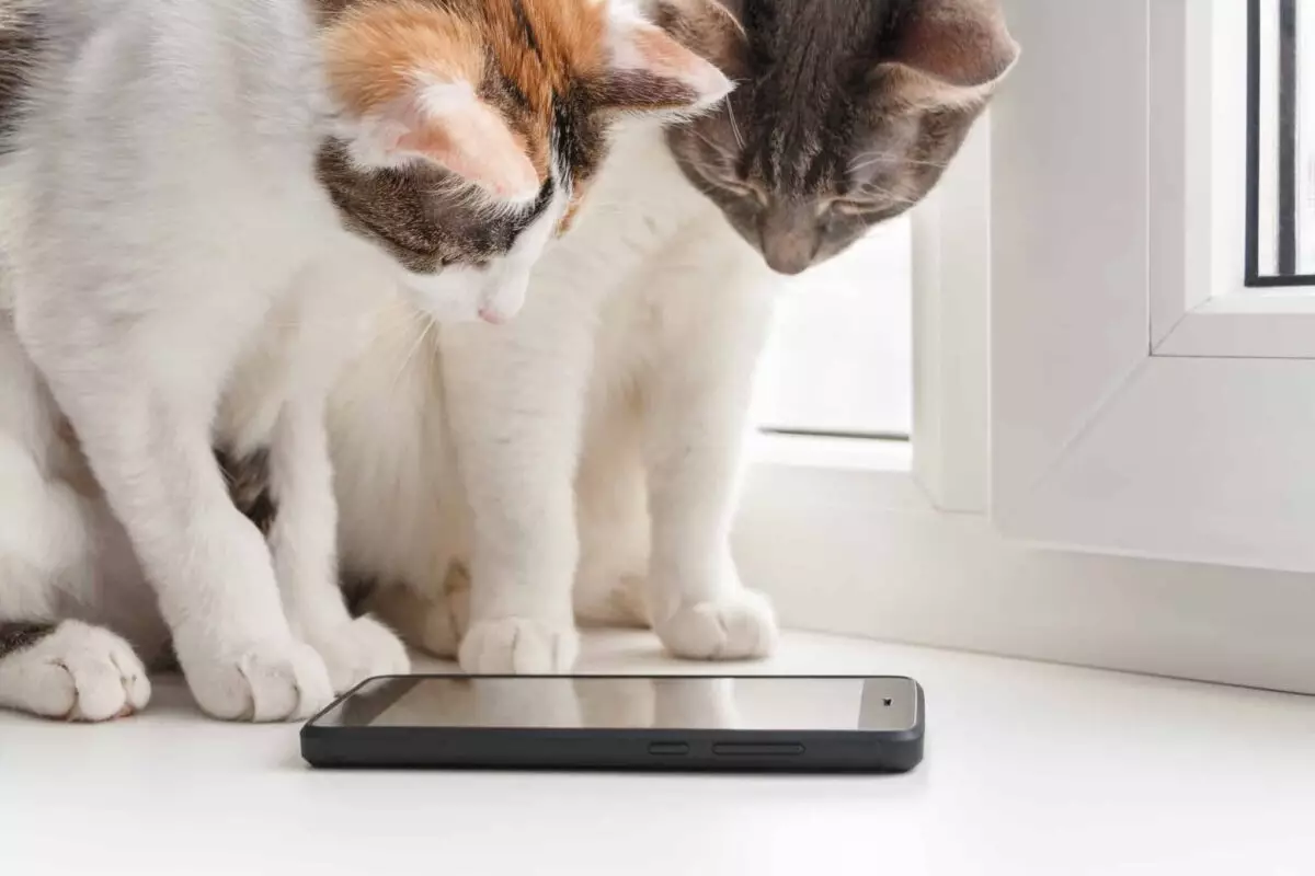 Unleashing Your Cat’s Stardom: The Benefits of a Feline Instagram Account