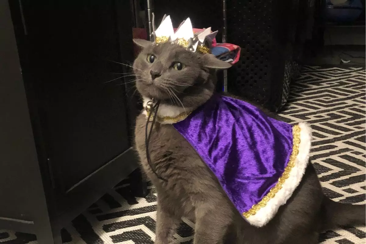 The Royal Demeanor of Cats: Understanding Their Noble Nature