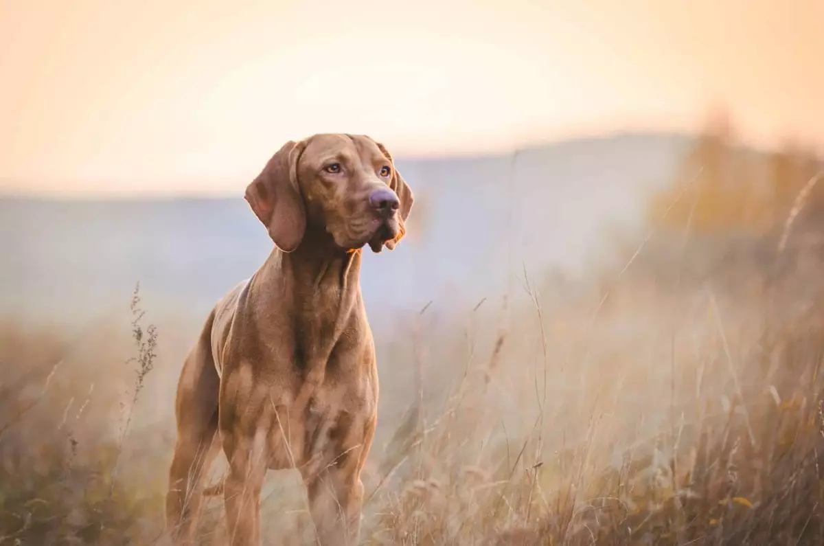 The Perfect Paws for Adventure: Canine Companions for the Active Lifestyle