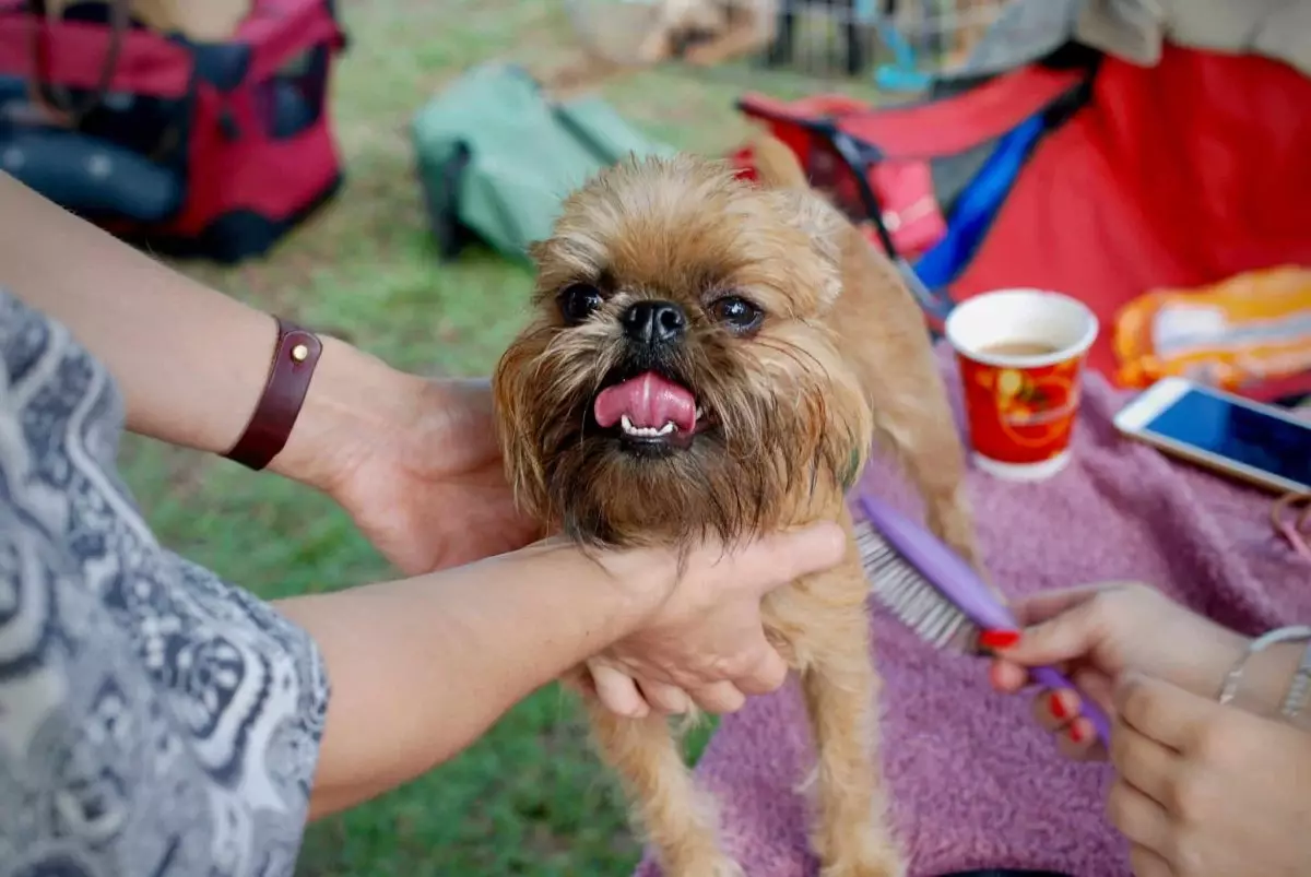 The Unbreakable Bond: Understanding the Depth of Canine Affection