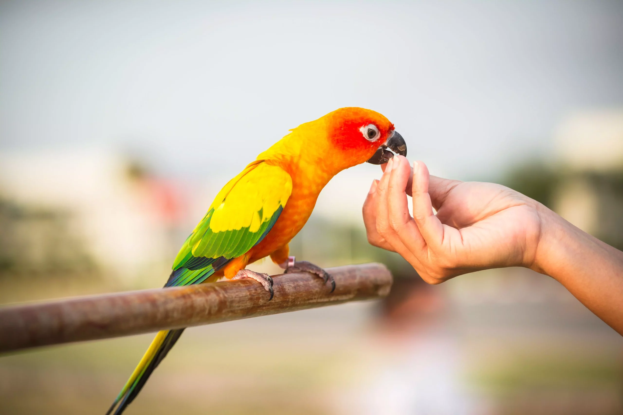 The Ethics and Legalities of Keeping Wild Birds as Pets