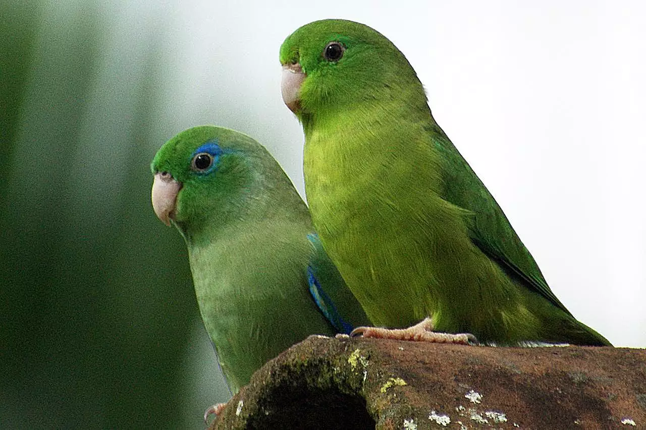 The Charismatic World of Parrotlets: A Comprehensive Guide