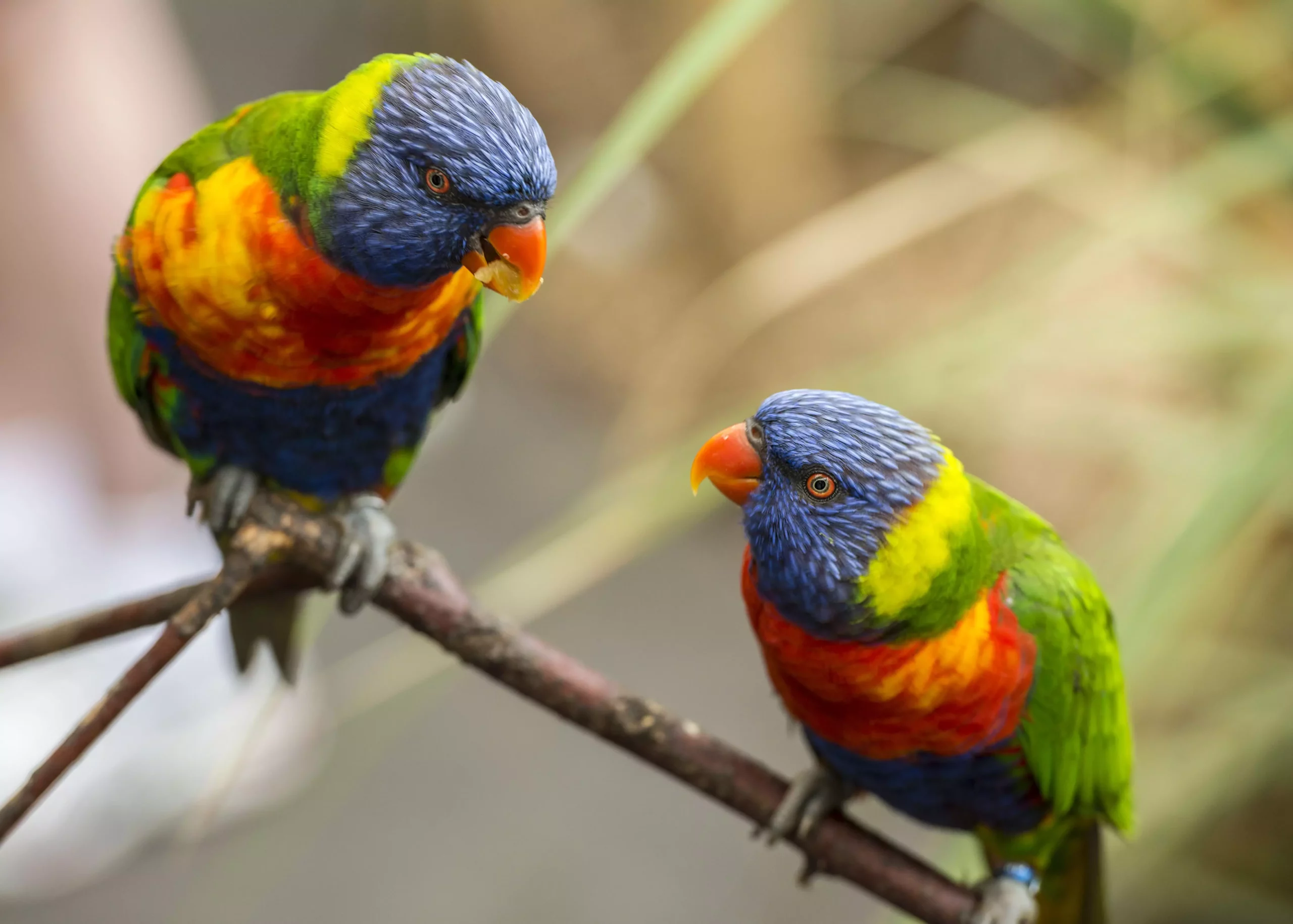 The Vibrant World of Colorful Pet Birds: A Closer Look