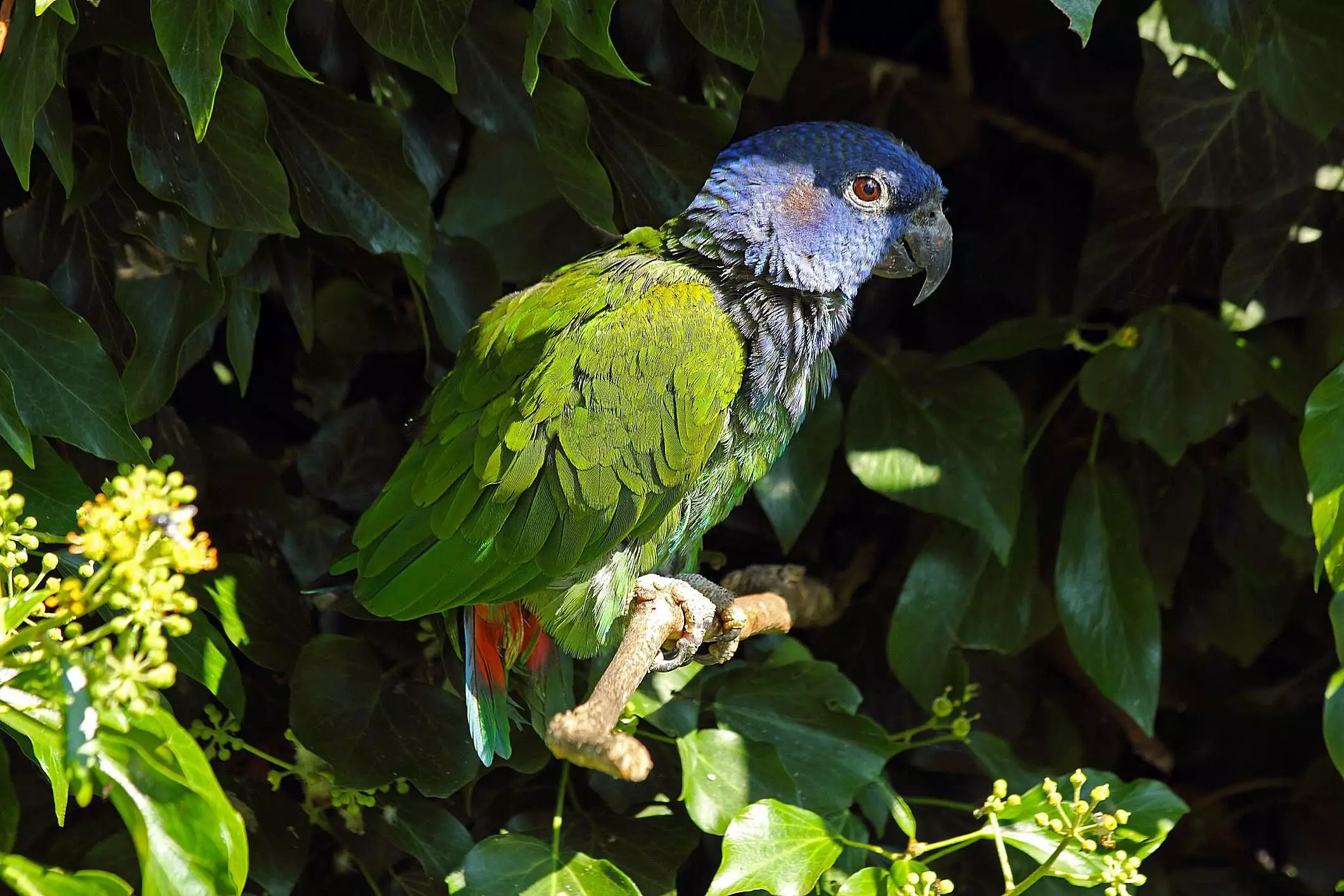 The Alluring Blue Headed Pionus: A Comprehensive Guide to This Charming Parrot