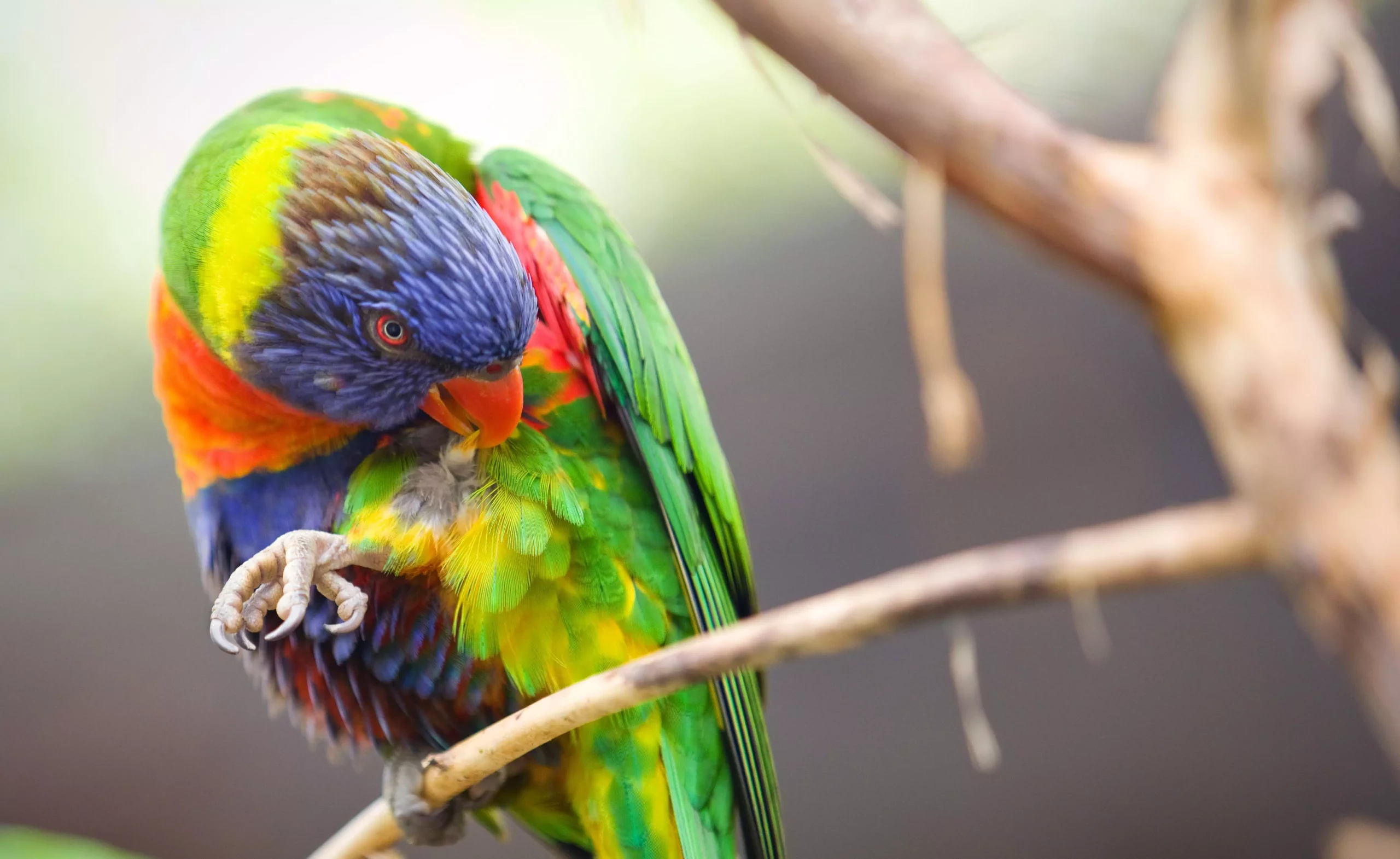 Understanding and Addressing Common Behavioral Issues in Pet Birds