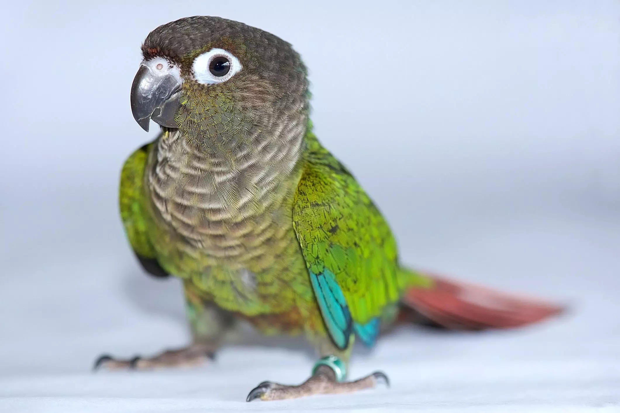 The Enchanting World of Green-Cheeked Conures: A Comprehensive Guide to These Charismatic Birds