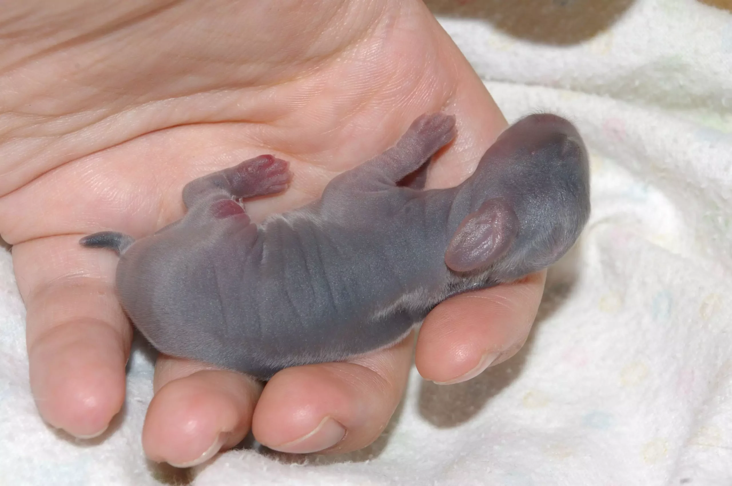 Understanding and Caring for Newborn Bunnies: A Comprehensive Guide