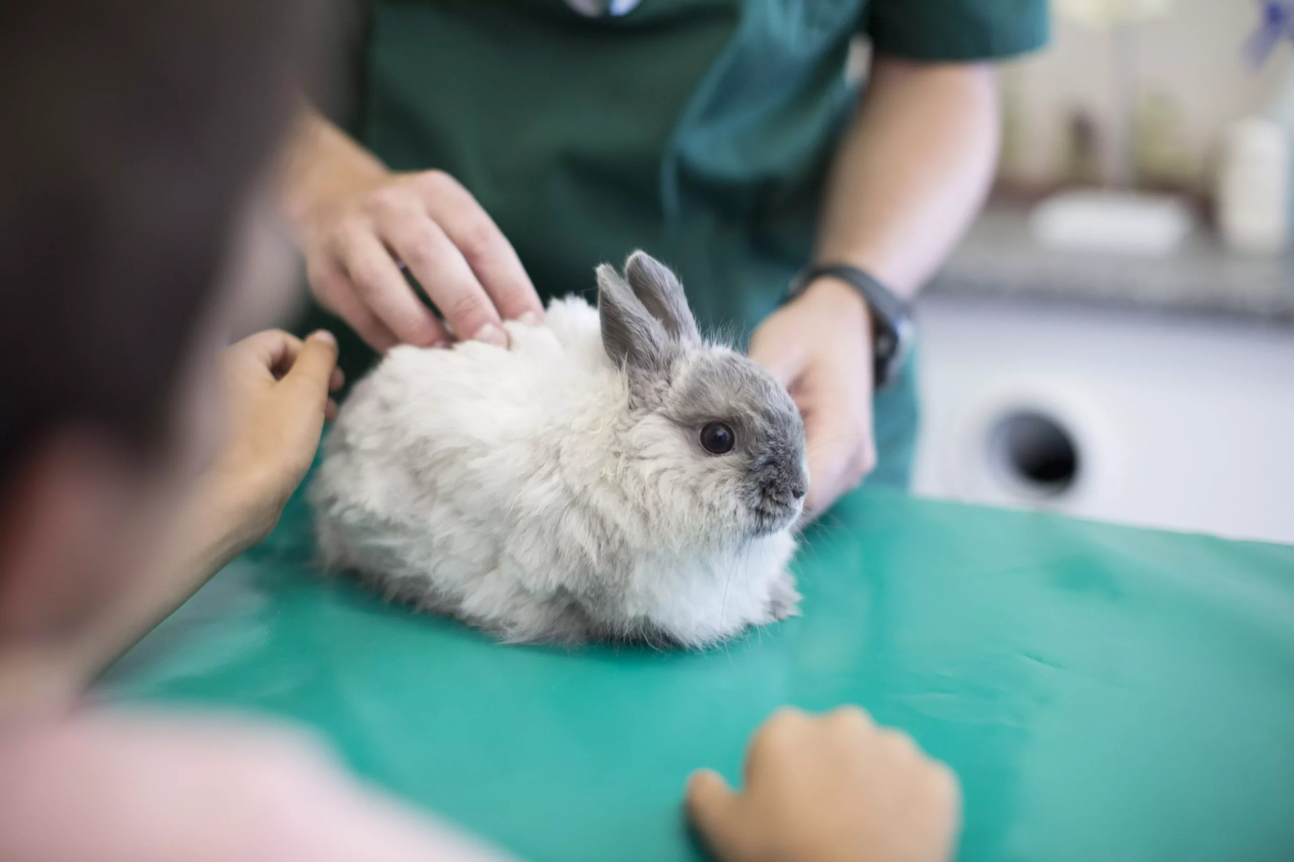 The Importance of Recognizing Limb Injuries in Rabbits