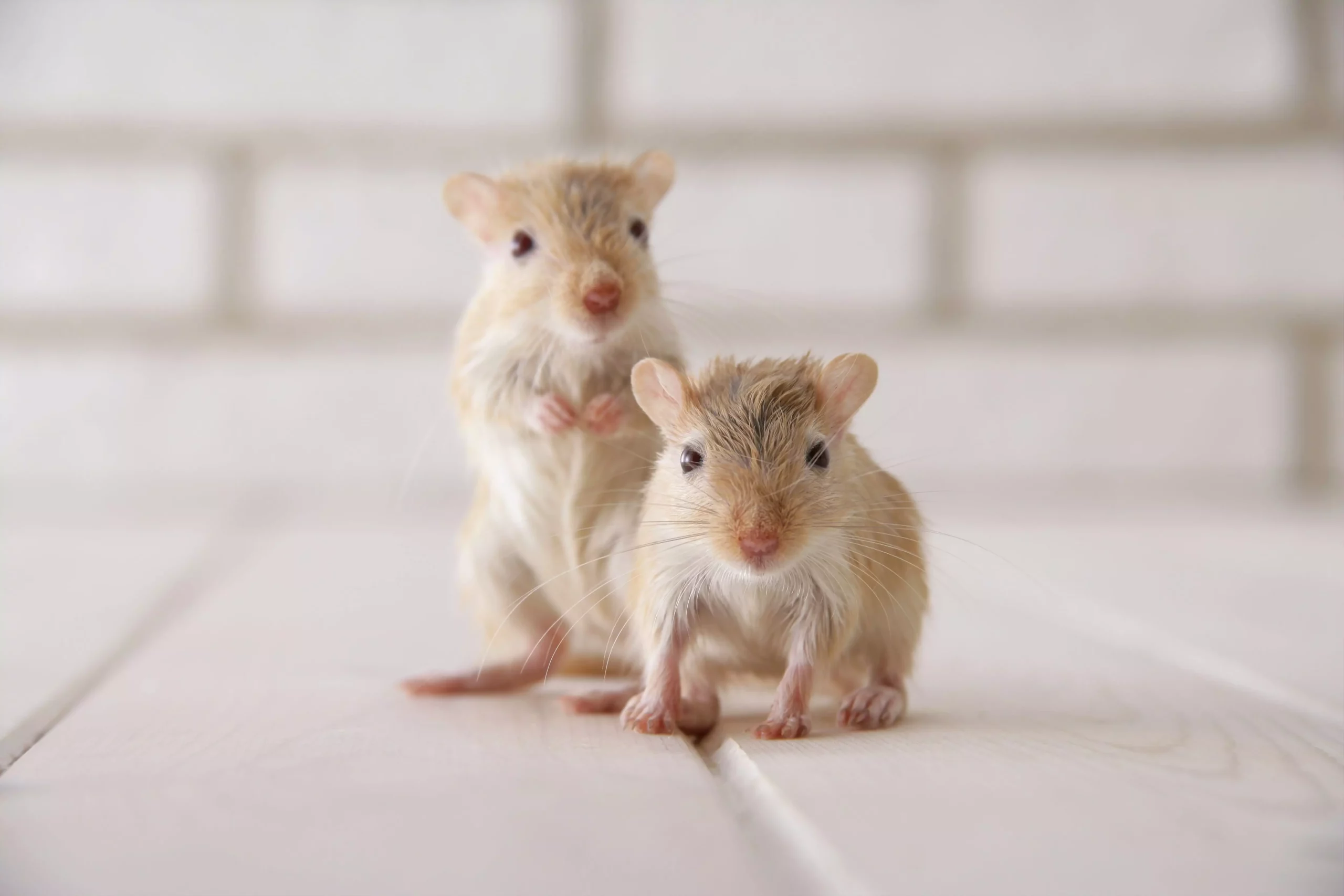 The Joys and Responsibilities of Caring for Gerbils: A Comprehensive Guide