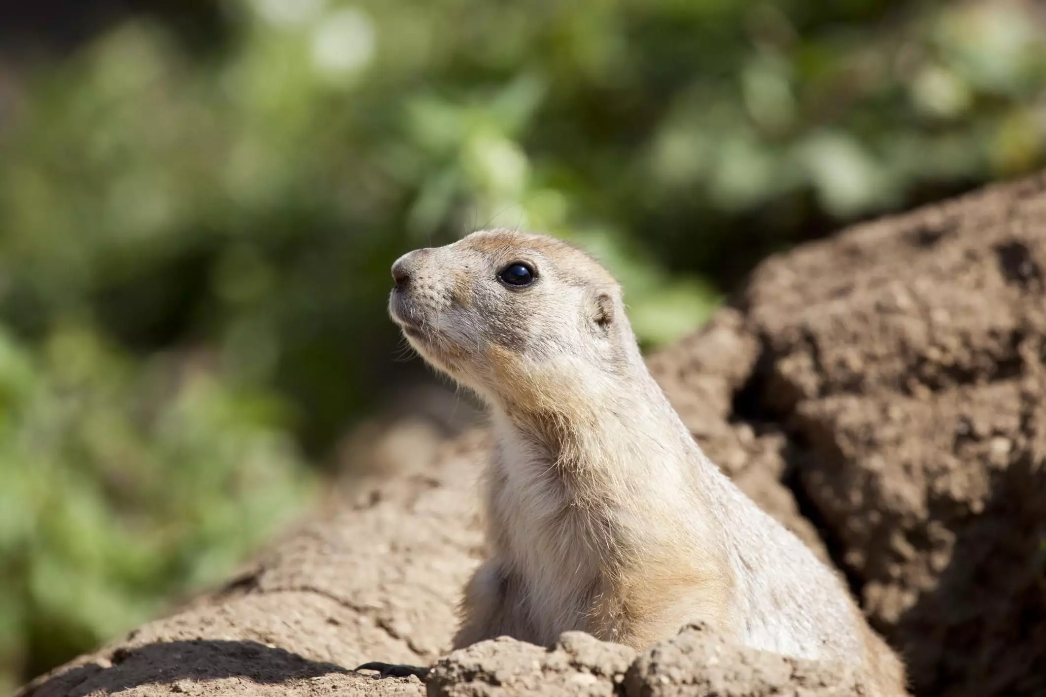 The Black-Tailed Prairie Dog: A Comprehensive Guide to Their Care and Considerations as Pets