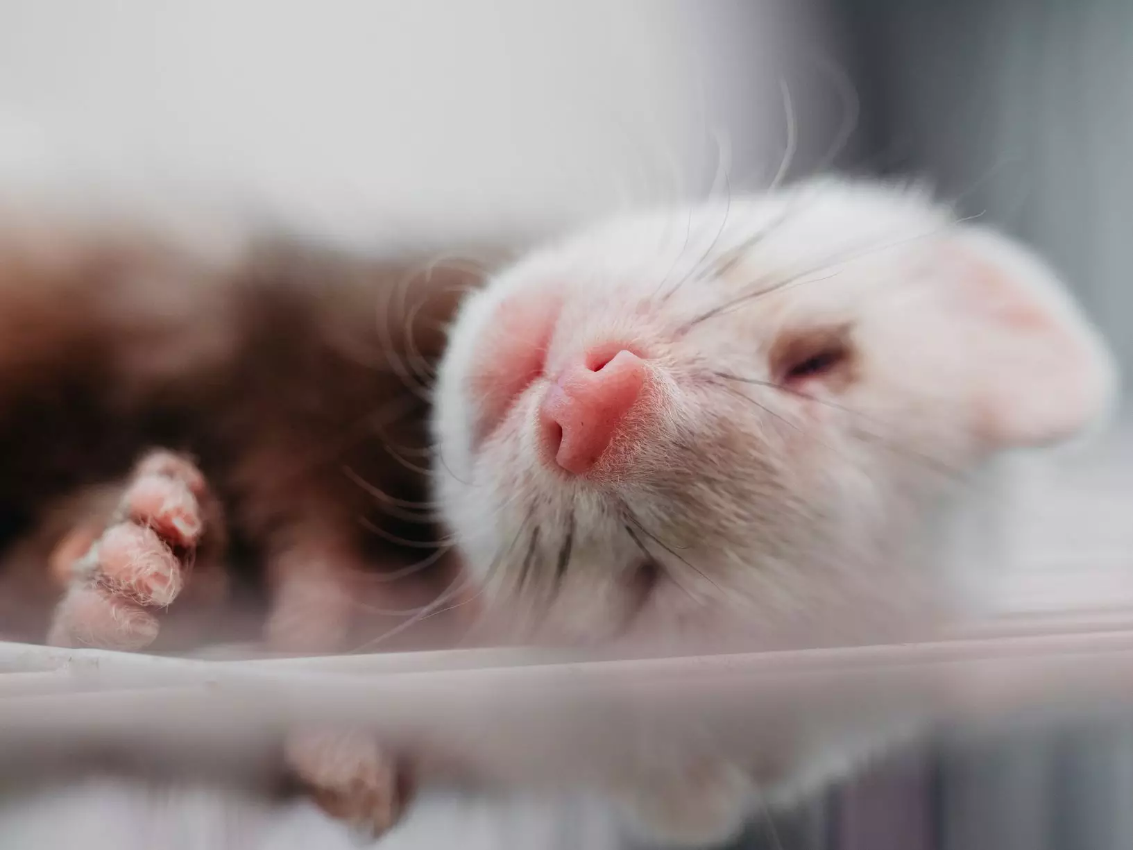 The Playful Companion: A Comprehensive Guide to Ferret Ownership