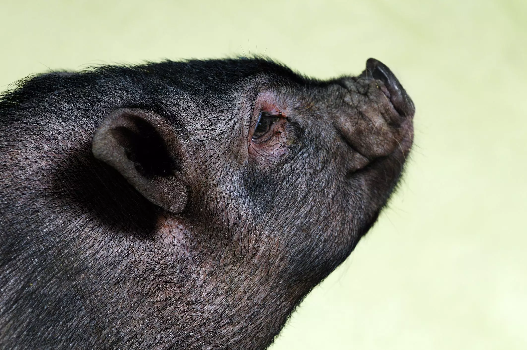 The Rise in Popularity of Pot-Bellied Pigs: What You Need to Know