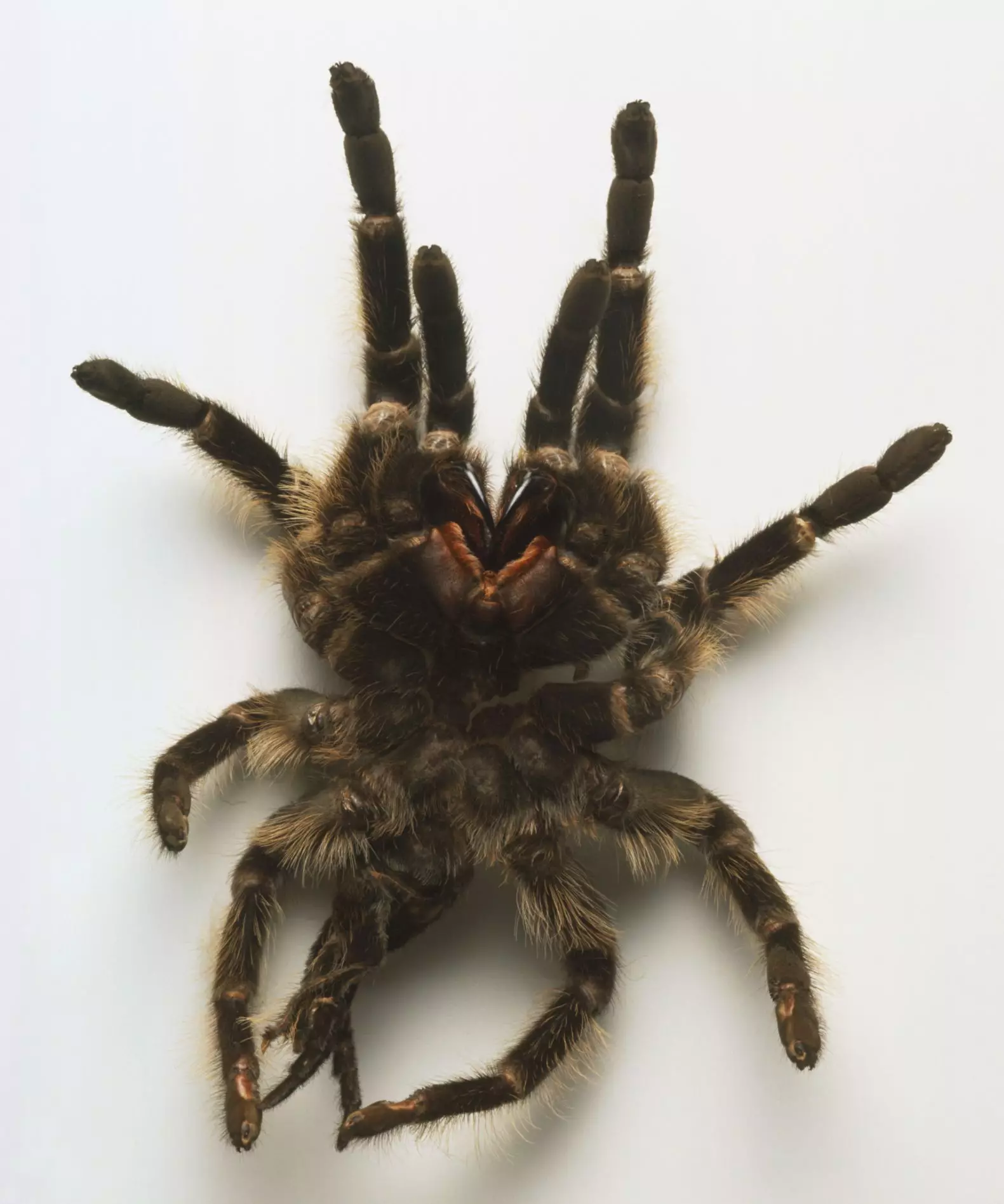 The Intricate Process of Tarantula Molting: Understanding and Caring for Your Arachnid Companion