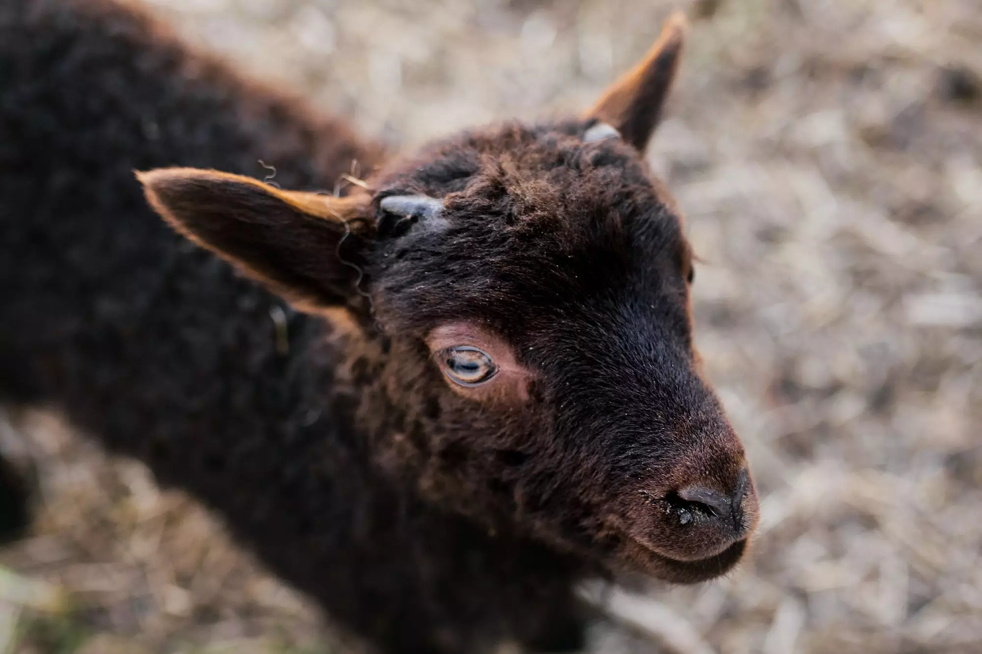 The Intriguing World of Goats: Accents, Behaviors, and Unique Traits