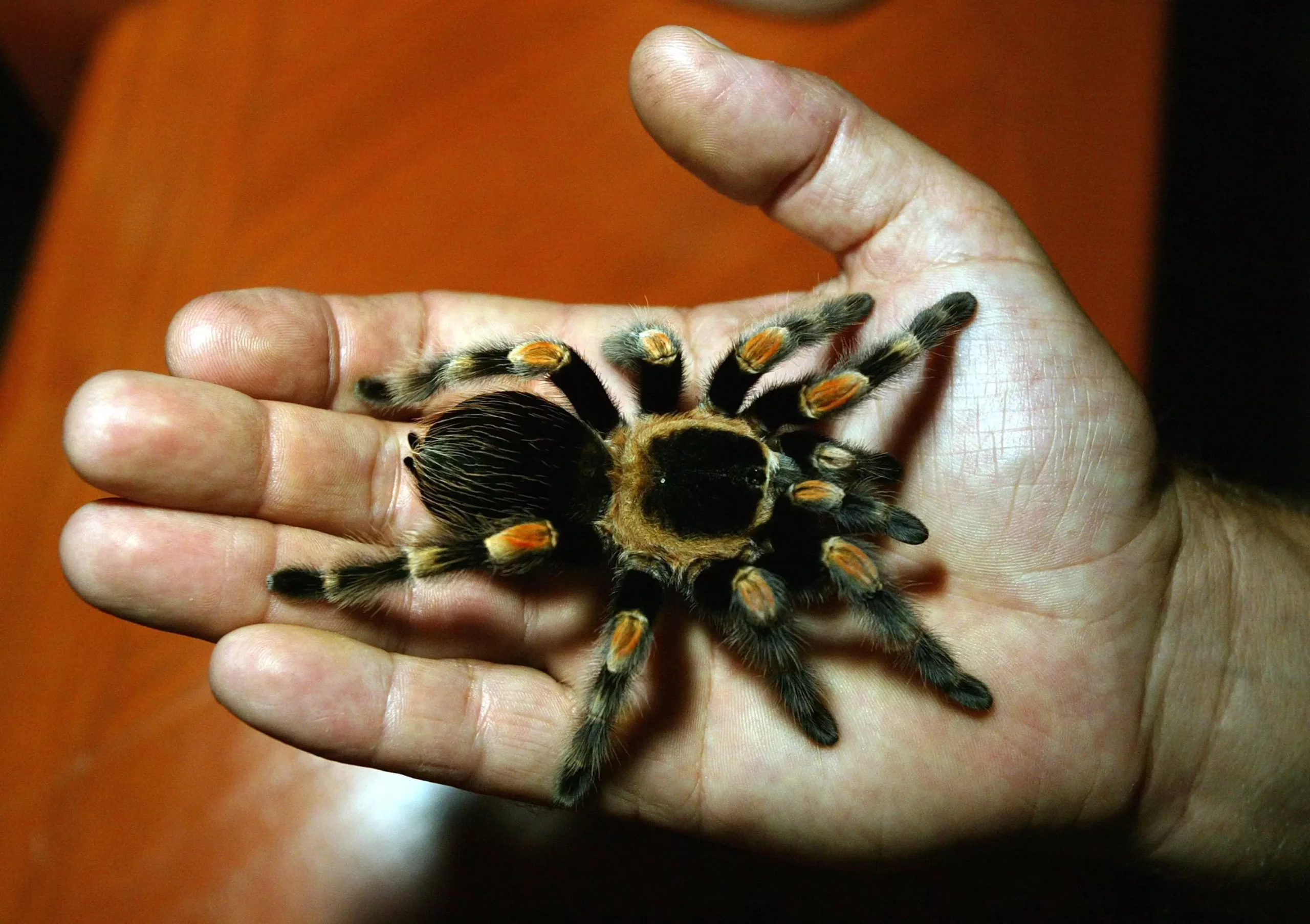 A Comprehensive Guide to Tarantula Care for Beginners