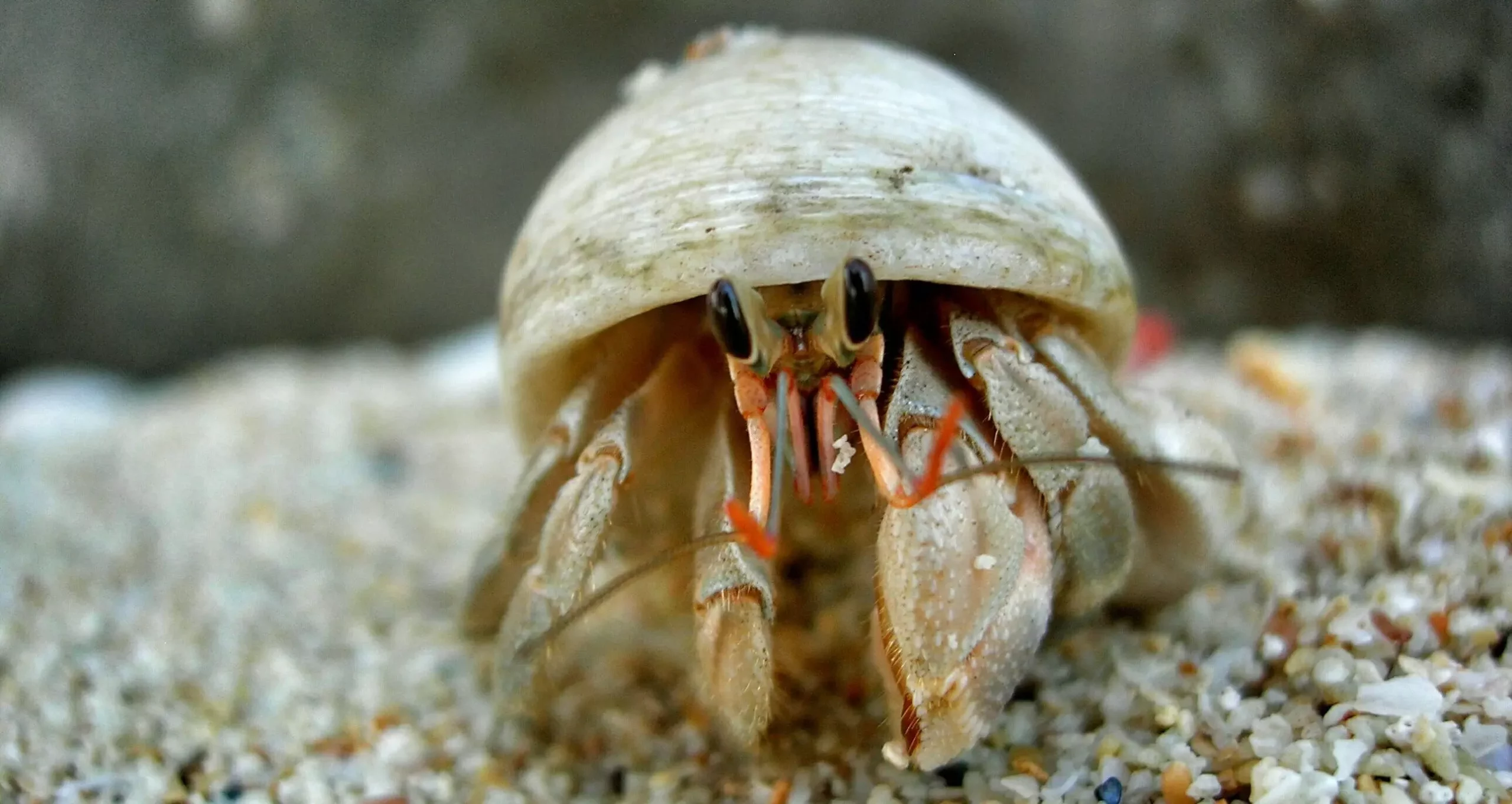 The Intricacies of Hermit Crab Molting: Understanding a Vital Process